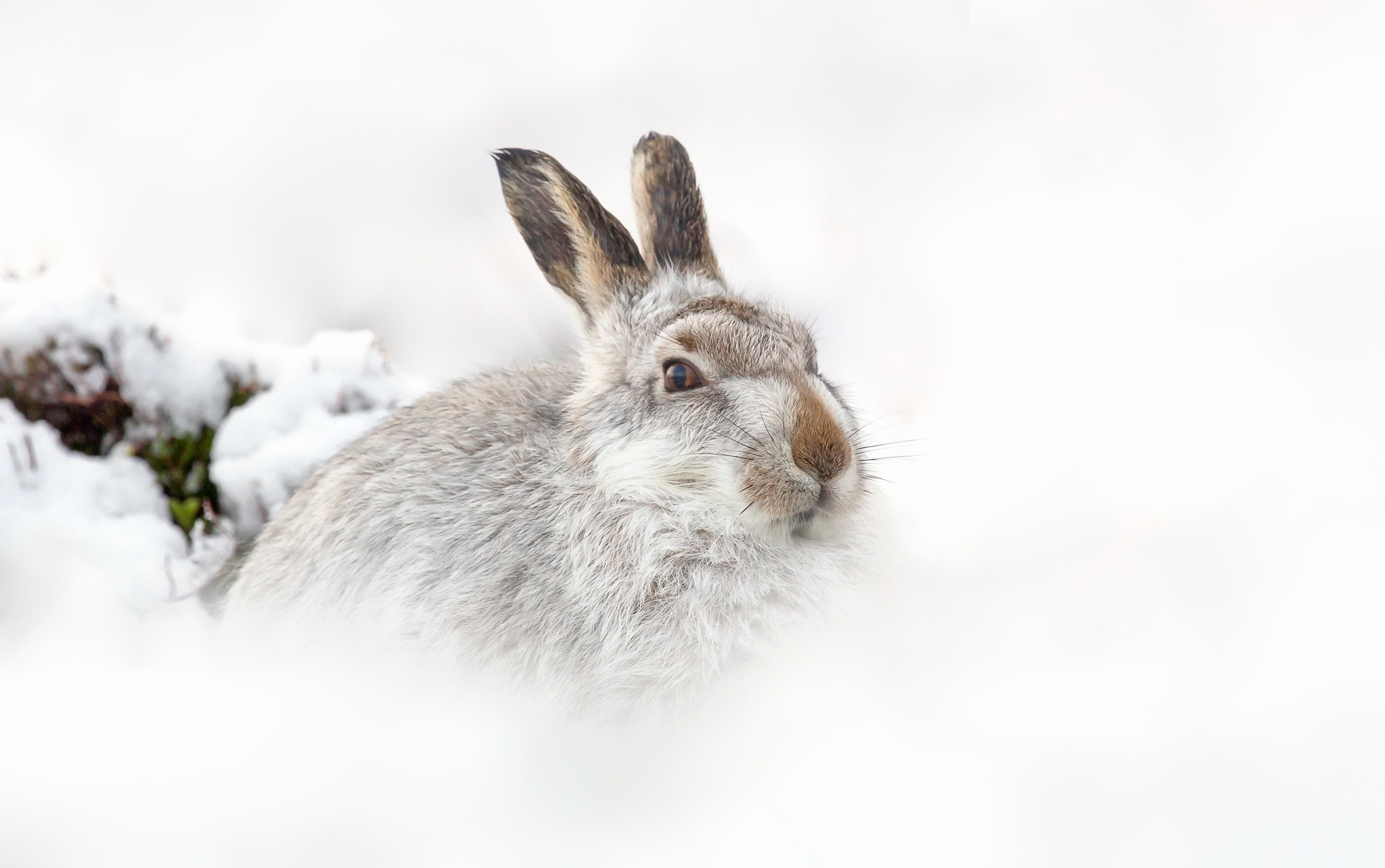 природа животные заяц беляк снег зима скачать