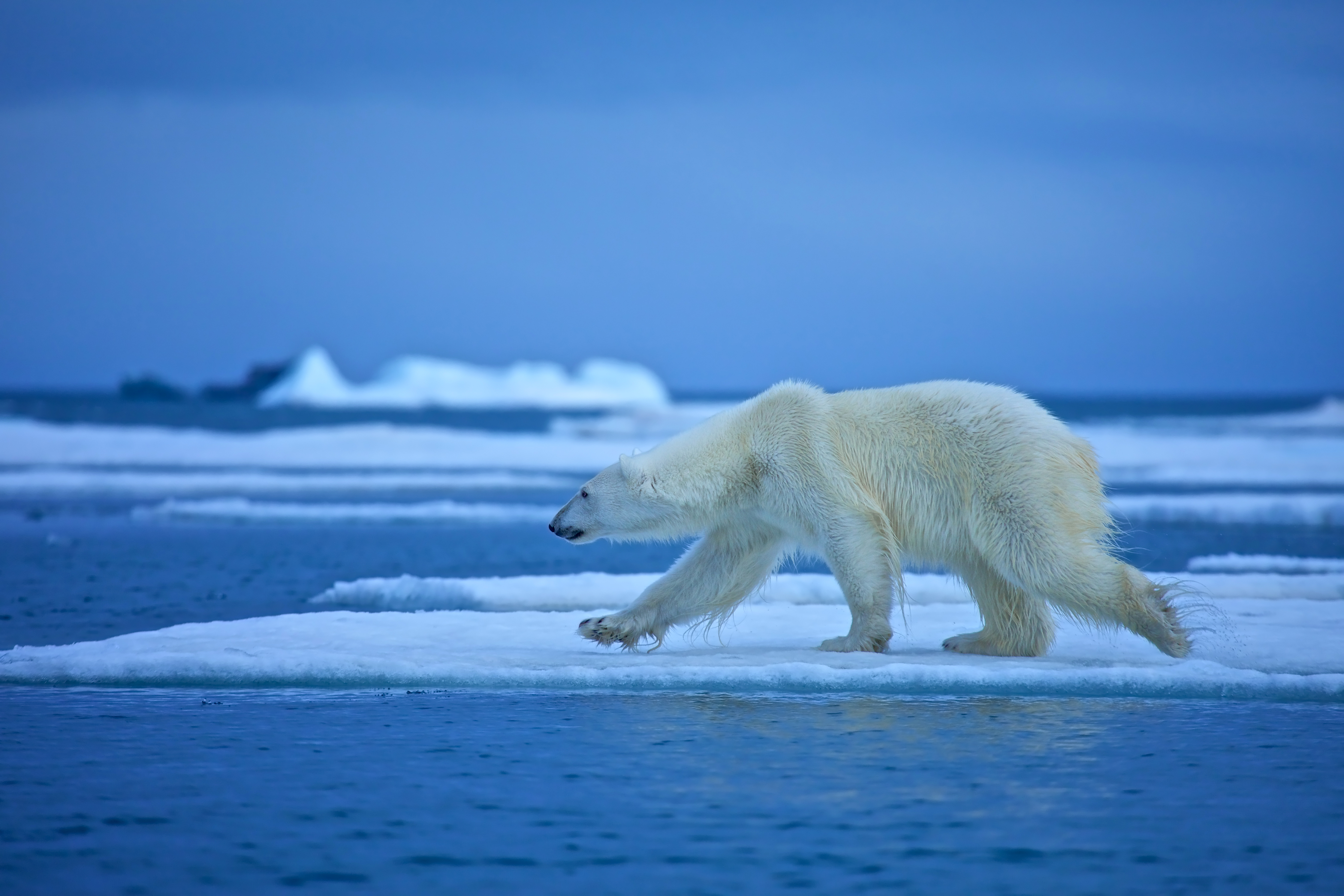 Обои вода, медведь, белый медведь, льдина, water, bear, polar bear, floe разрешение 4500x3000 Загрузить