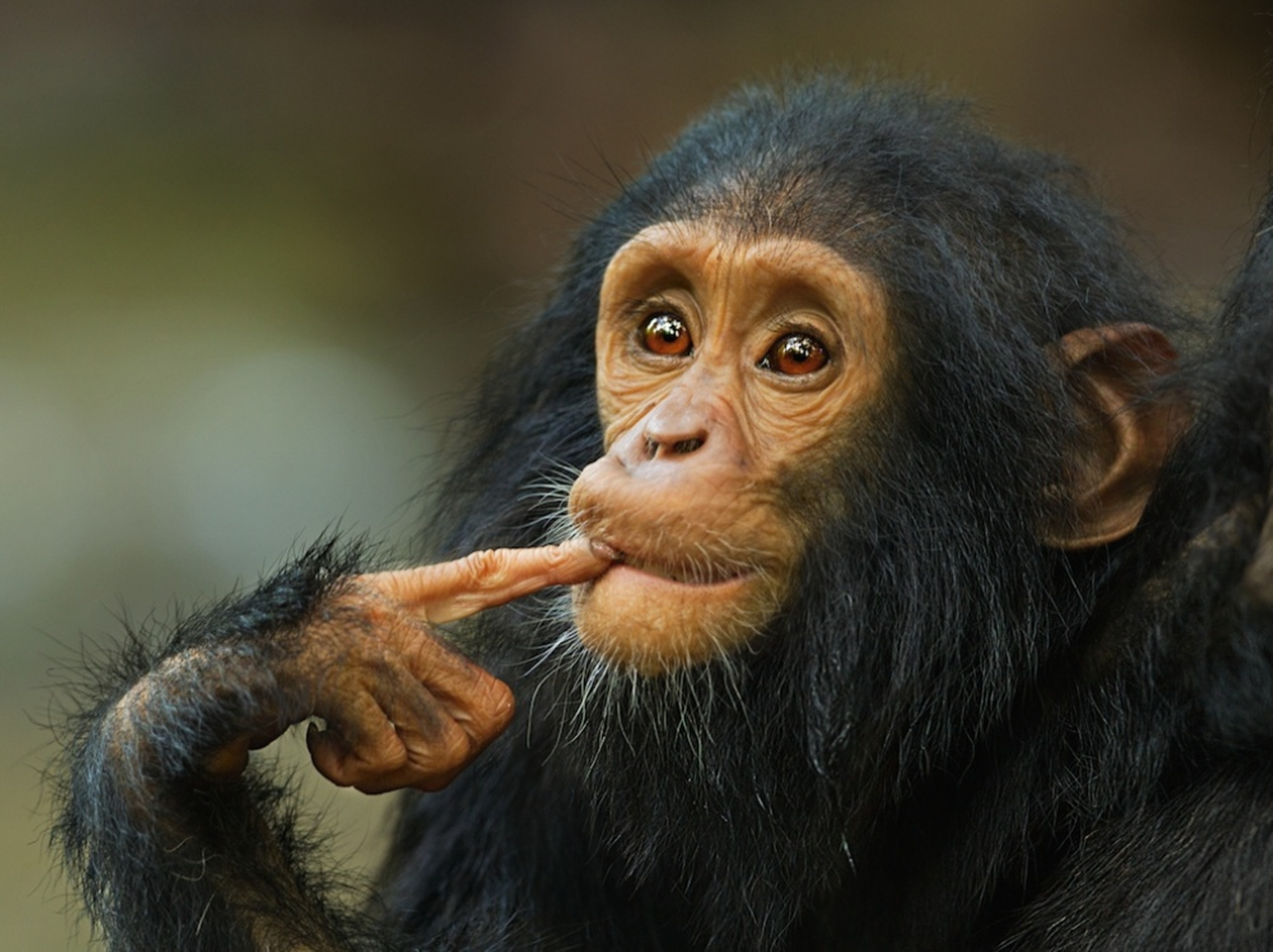 Шимпанзе фото