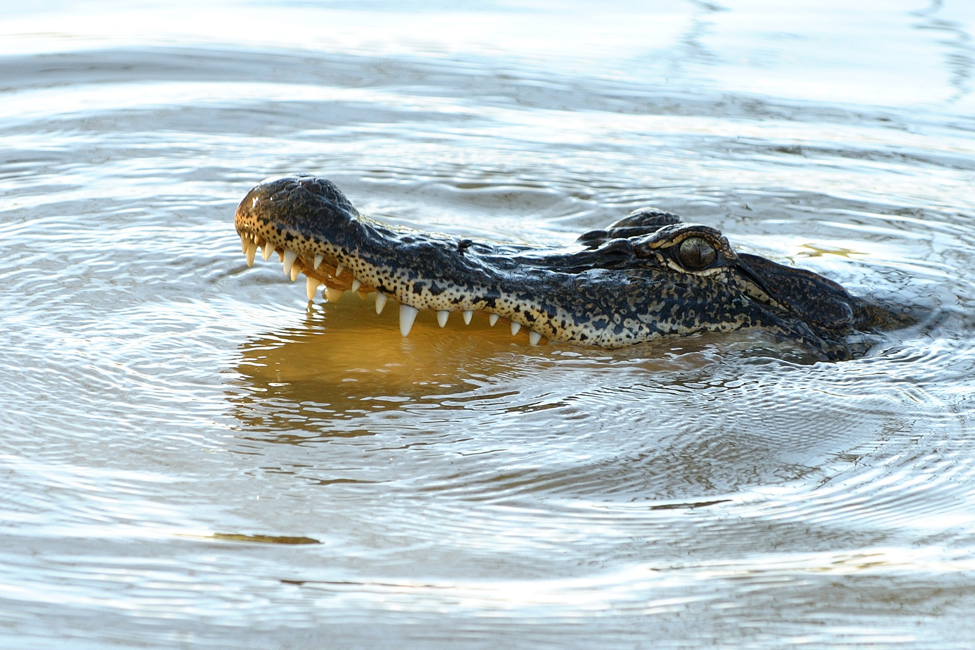 Крокодилы в соленой воде. Нильский крокодил. Нильский крокодил среда обитания. Аллигатор Речной.