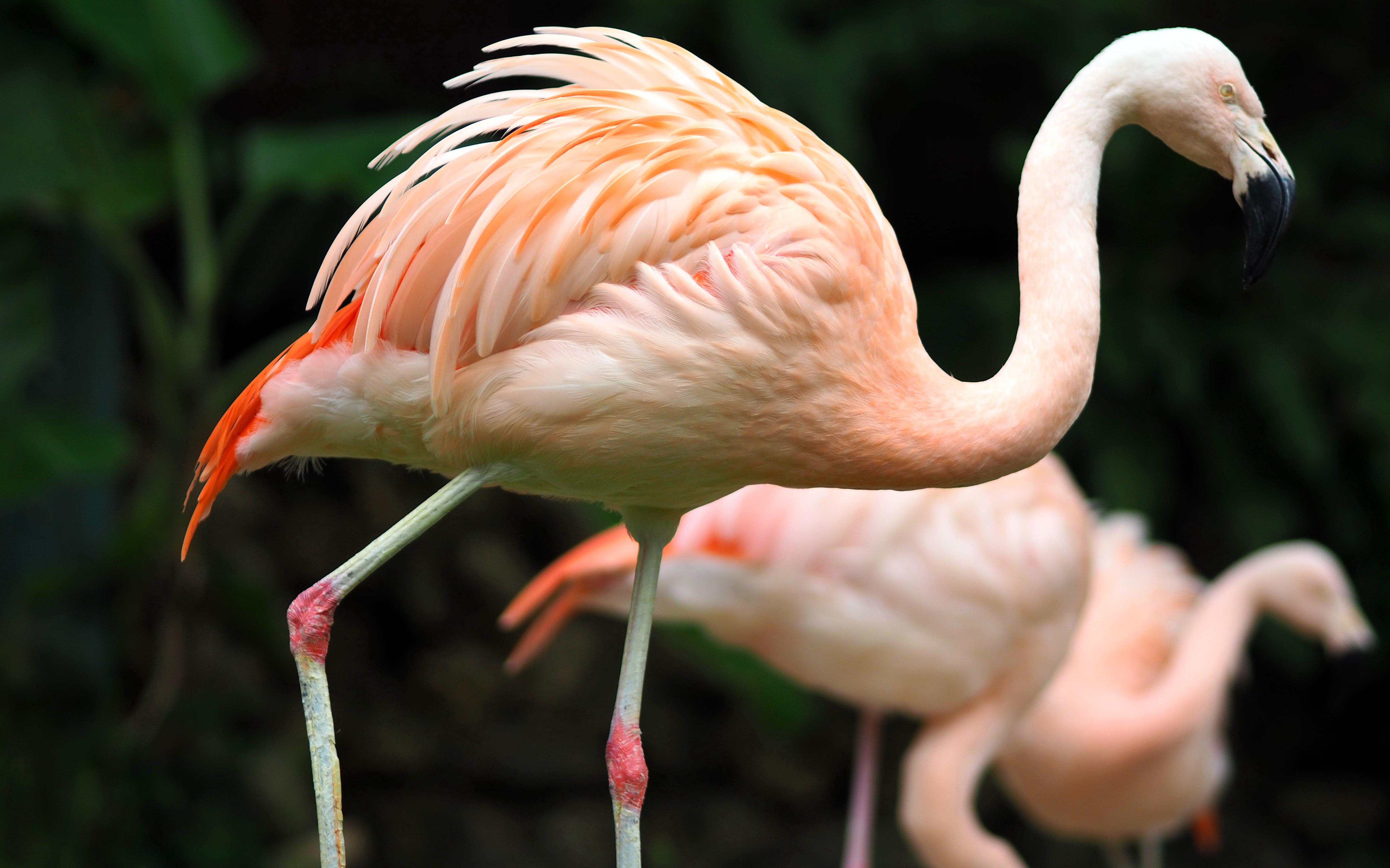 Обои фламинго, птицы, зоопарк, гаосюн, flamingo, birds, zoo, kaohsiung разрешение 5184x3240 Загрузить