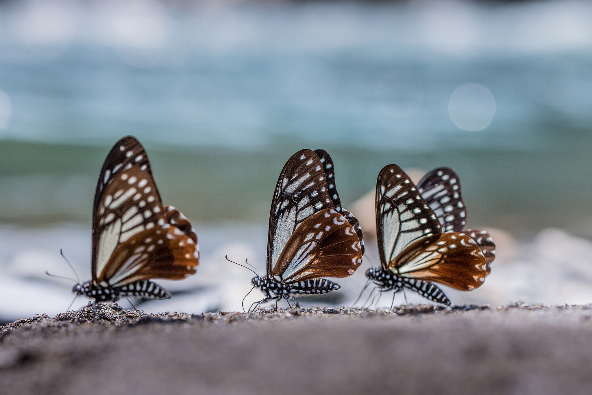 Обои макро, крылья, блики, насекомые, бабочки, три, трио, macro, wings, glare, insects, butterfly, three, trio разрешение 2048x1365 Загрузить