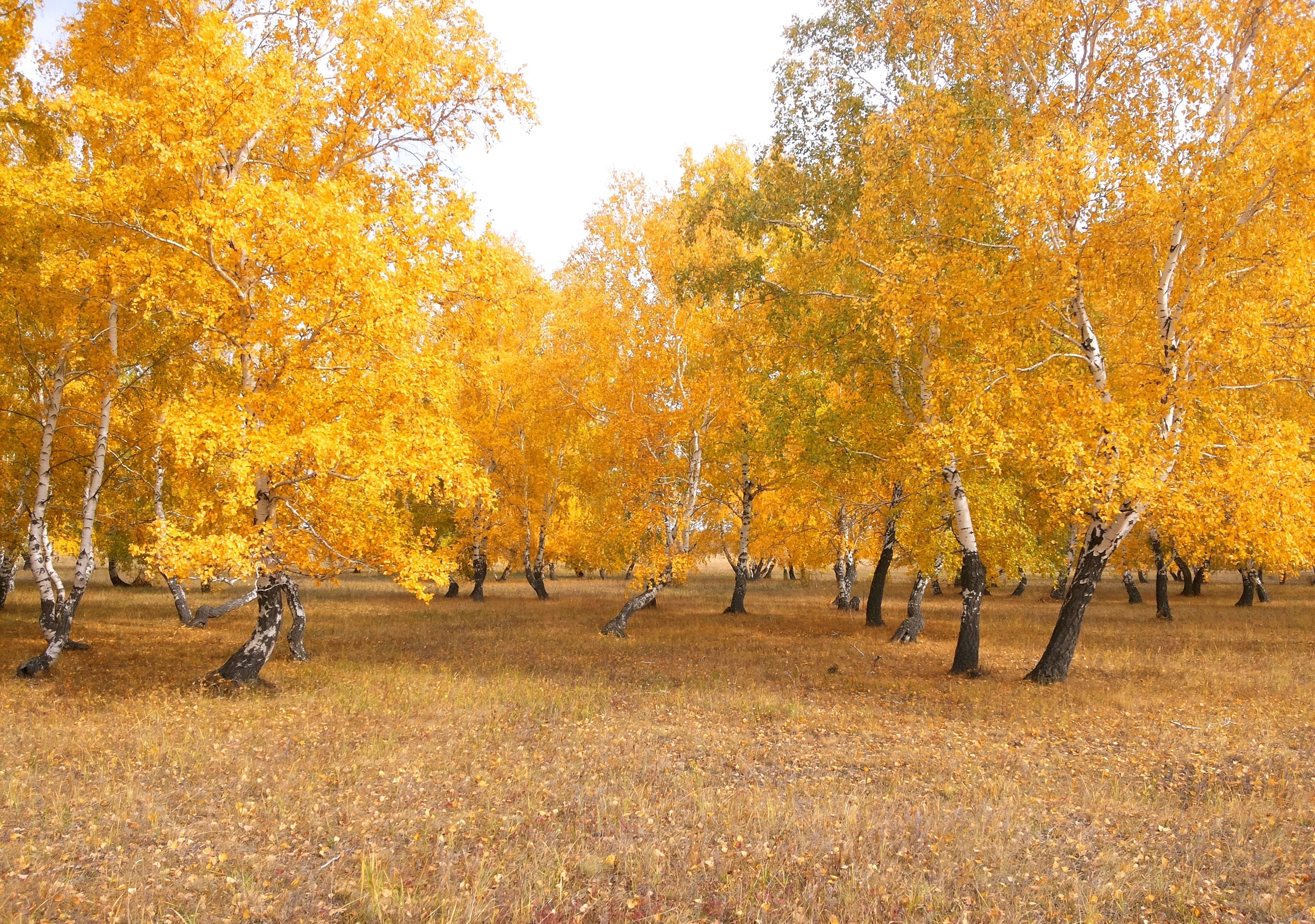 Обои деревья, природа, лес, листья, пейзаж, березы, осень, казахстан, trees, nature, forest, leaves, landscape, birch, autumn, kazakhstan разрешение 3264x2294 Загрузить