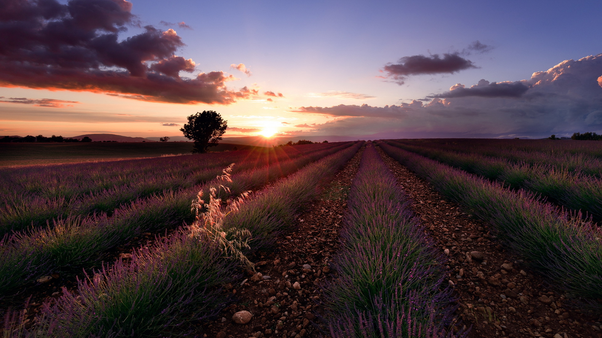 Обои цветы, закат, поле, лаванда, flowers, sunset, field, lavender разрешение 1920x1080 Загрузить