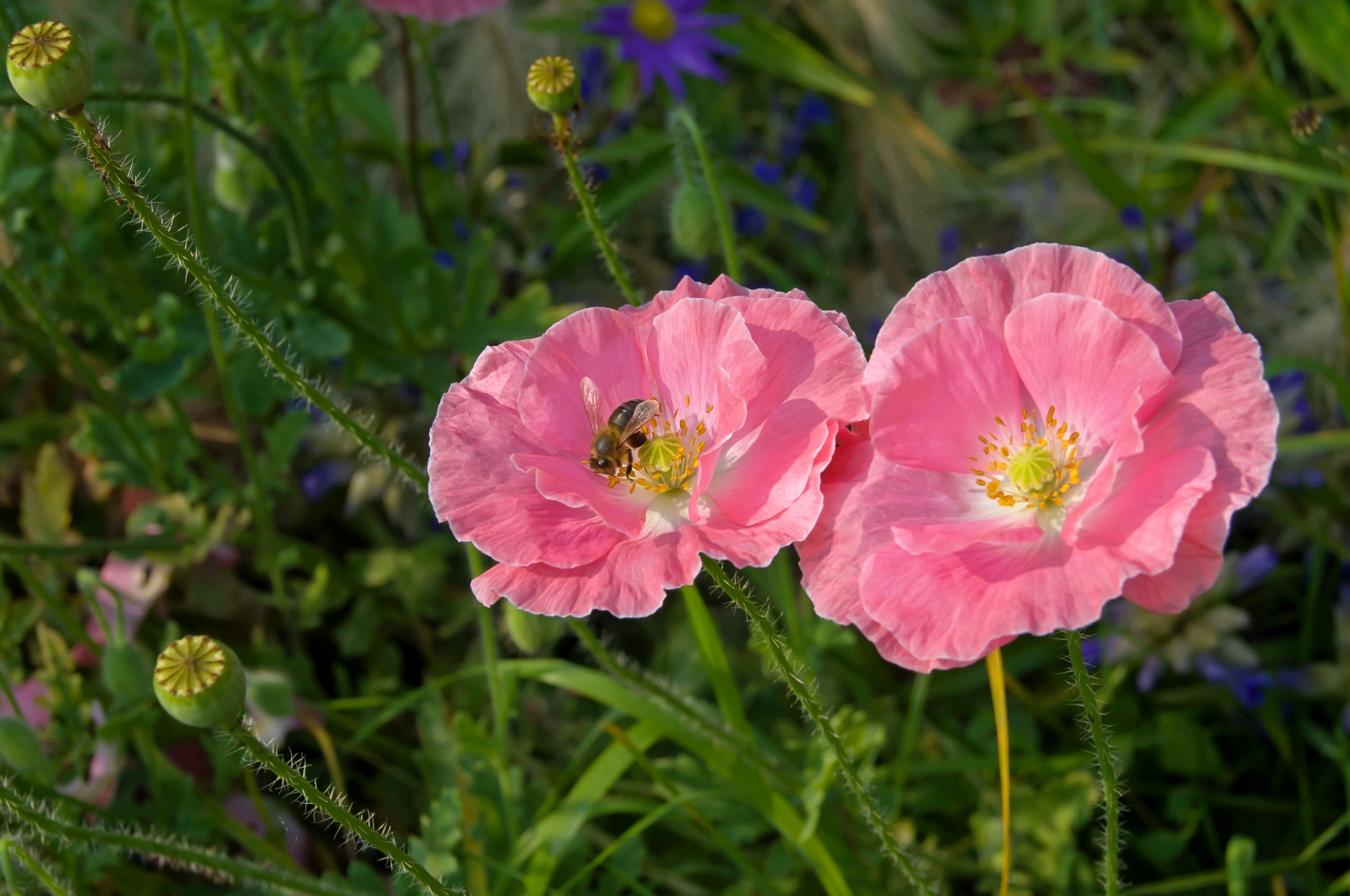 Обои маки, луг, розовый, пчела, maki, meadow, pink, bee разрешение 2700x1794 Загрузить