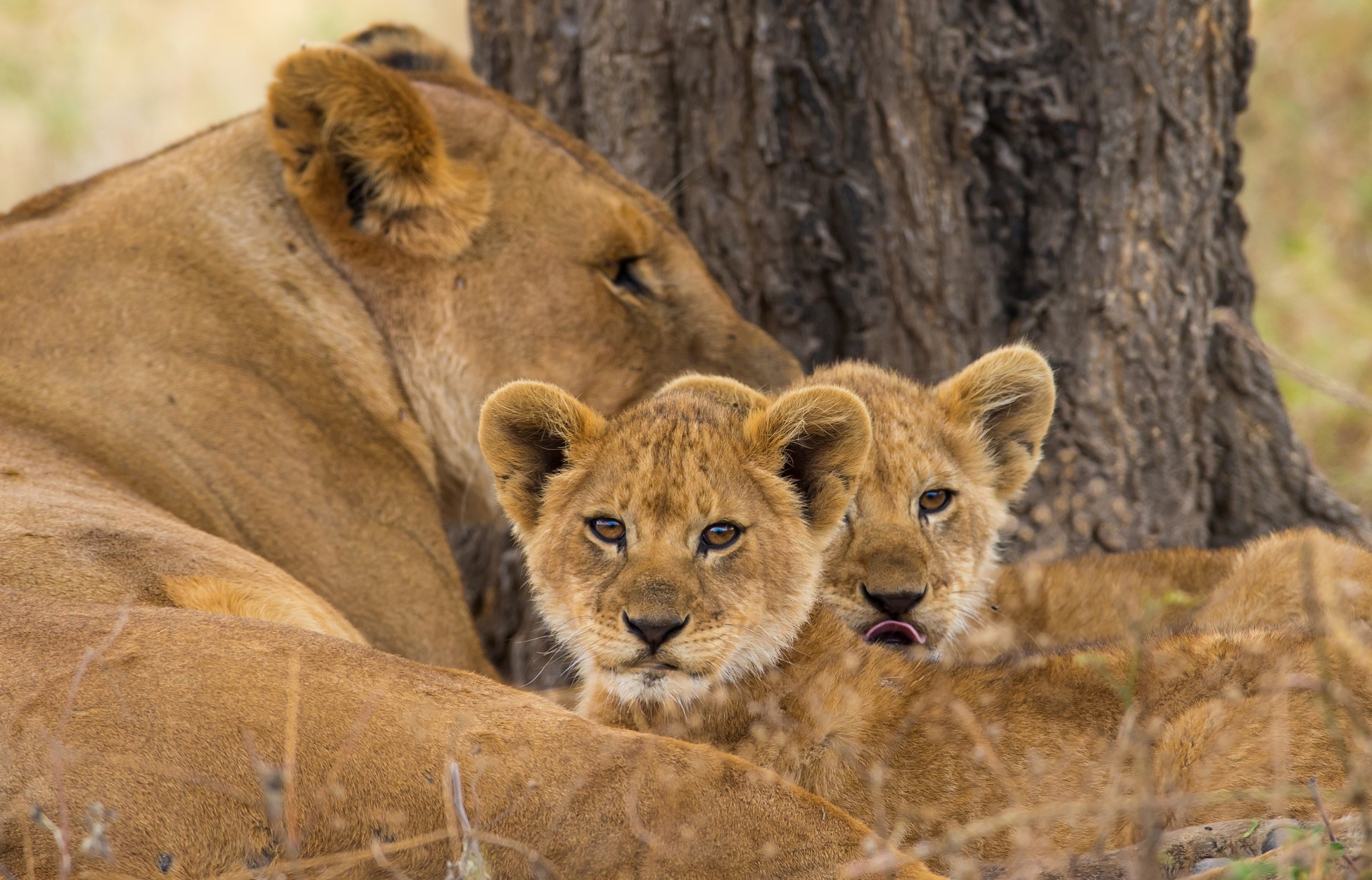 Обои львы, мама, малыши, львята, львица, lions, mom, kids, the cubs, lioness разрешение 1950x1250 Загрузить