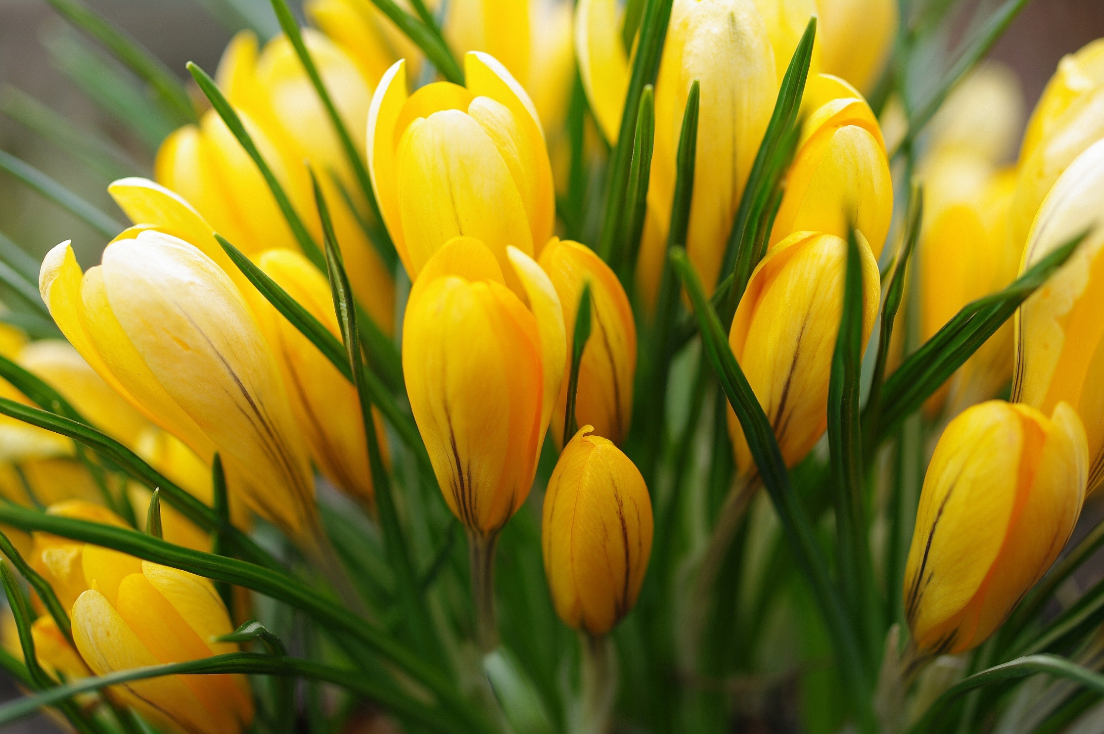 Обои желтый, весна, крокусы, yellow, spring, crocuses разрешение 2232x1484 Загрузить