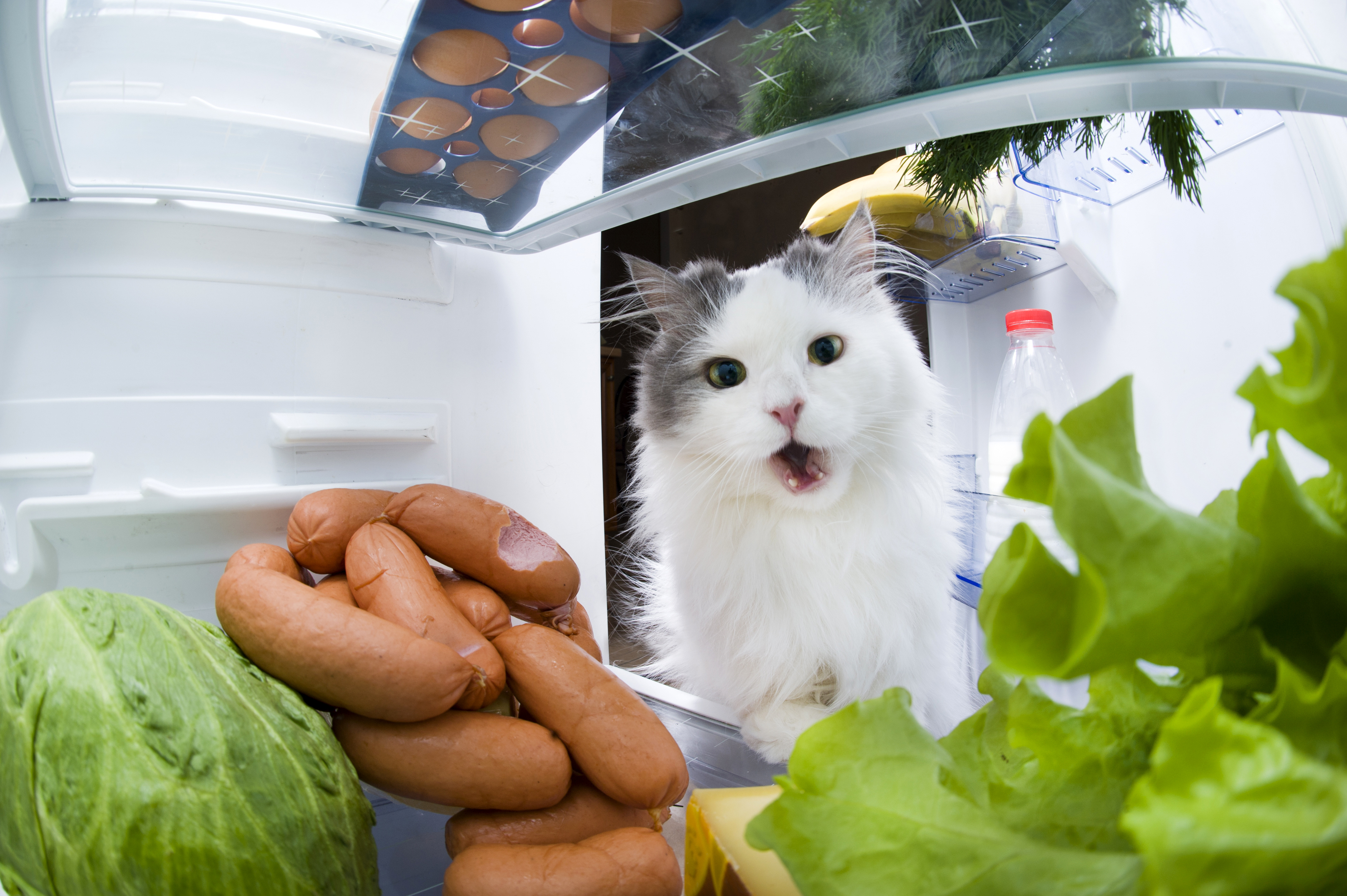 Обои кот, кошка, холодильник, капуста, сосиски, cat, refrigerator, cabbage, sausage разрешение 3990x2655 Загрузить