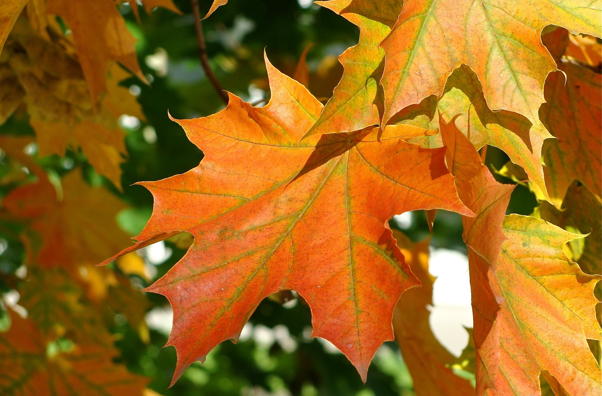 Листья картинки. Осенний кленовый лист. Осенние кленовые листочки. Клен и лист клена. Клён листики клёна.