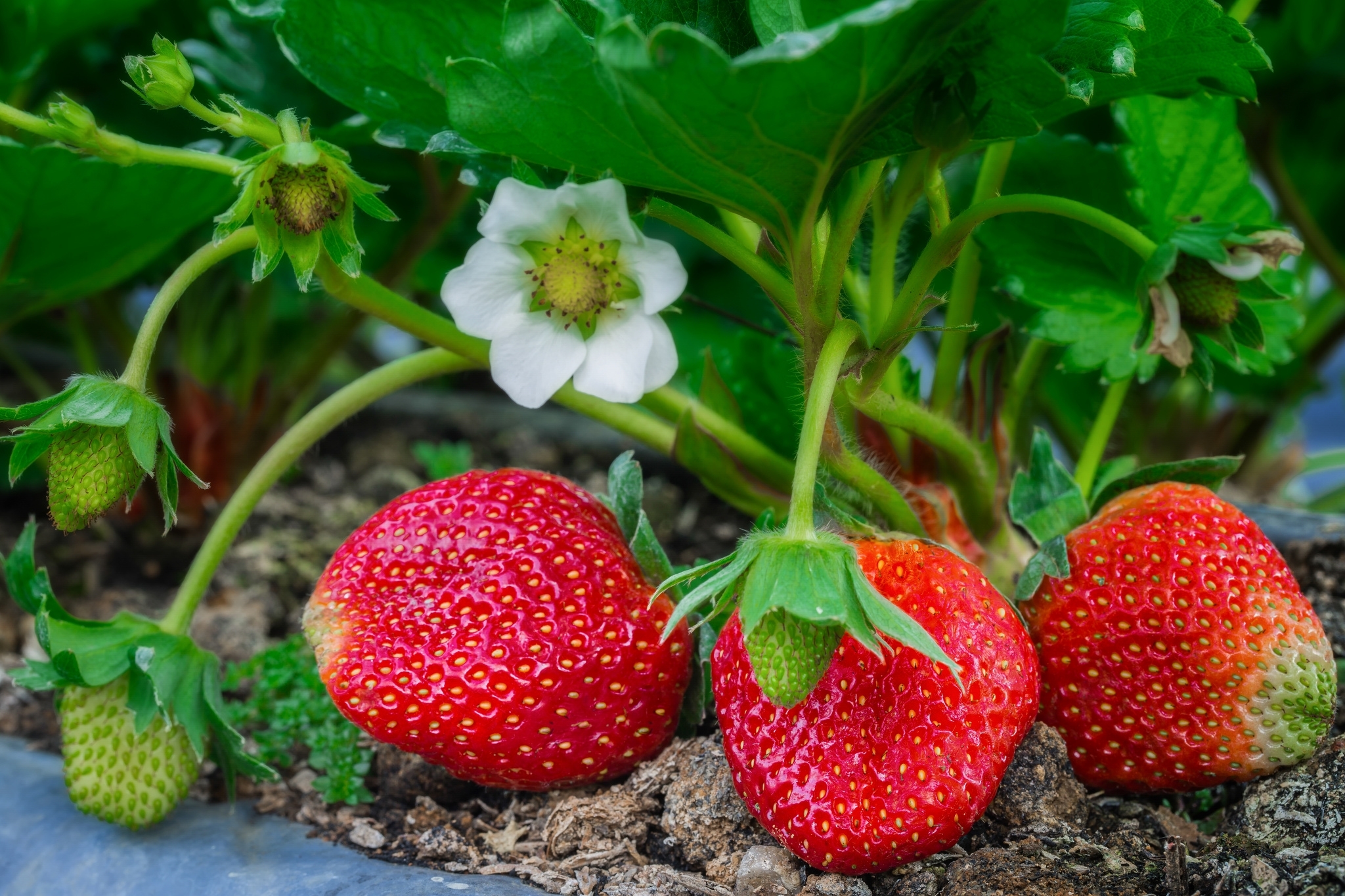 Обои листья, макро, клубника, ягоды, куст, leaves, macro, strawberry, berries, bush разрешение 2048x1365 Загрузить