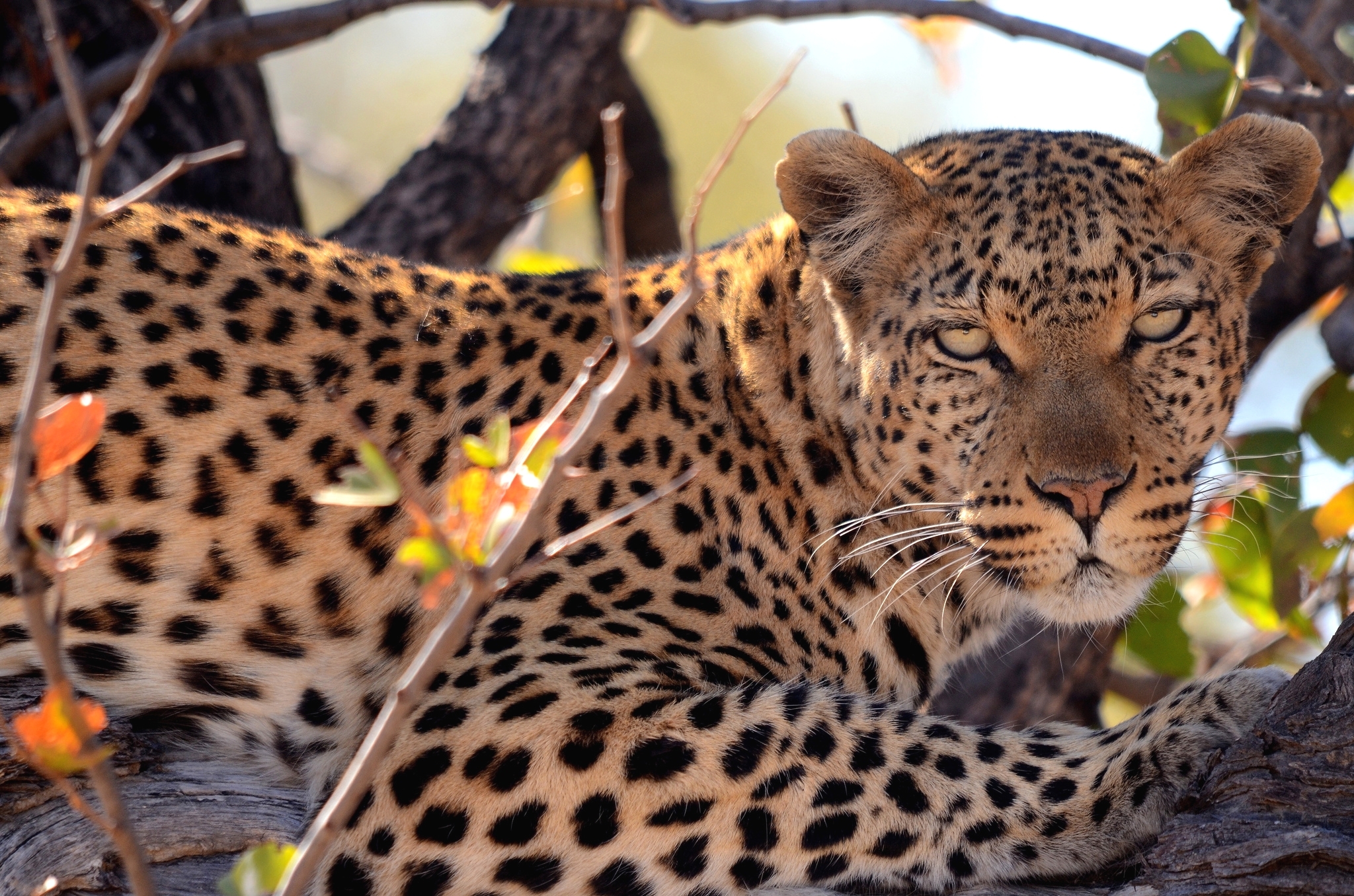 Обои дерево, взгляд, леопард, пятна, хищник, tree, look, leopard, spot, predator разрешение 2048x1356 Загрузить