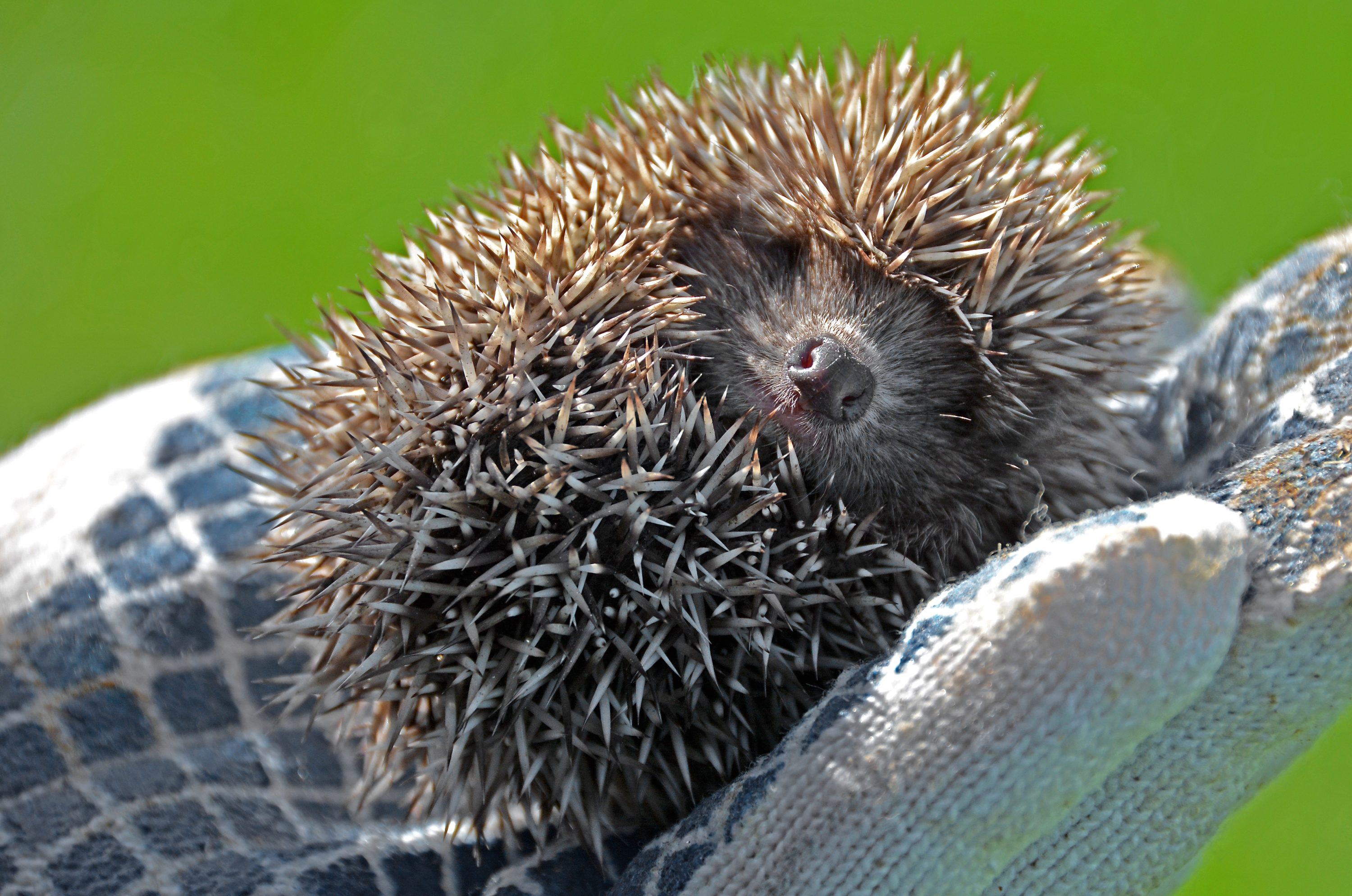 Обои рука, колючки, малыш, ежик, еж, клубочек, hand, barb, baby, hedgehog, a ball разрешение 3000x1990 Загрузить