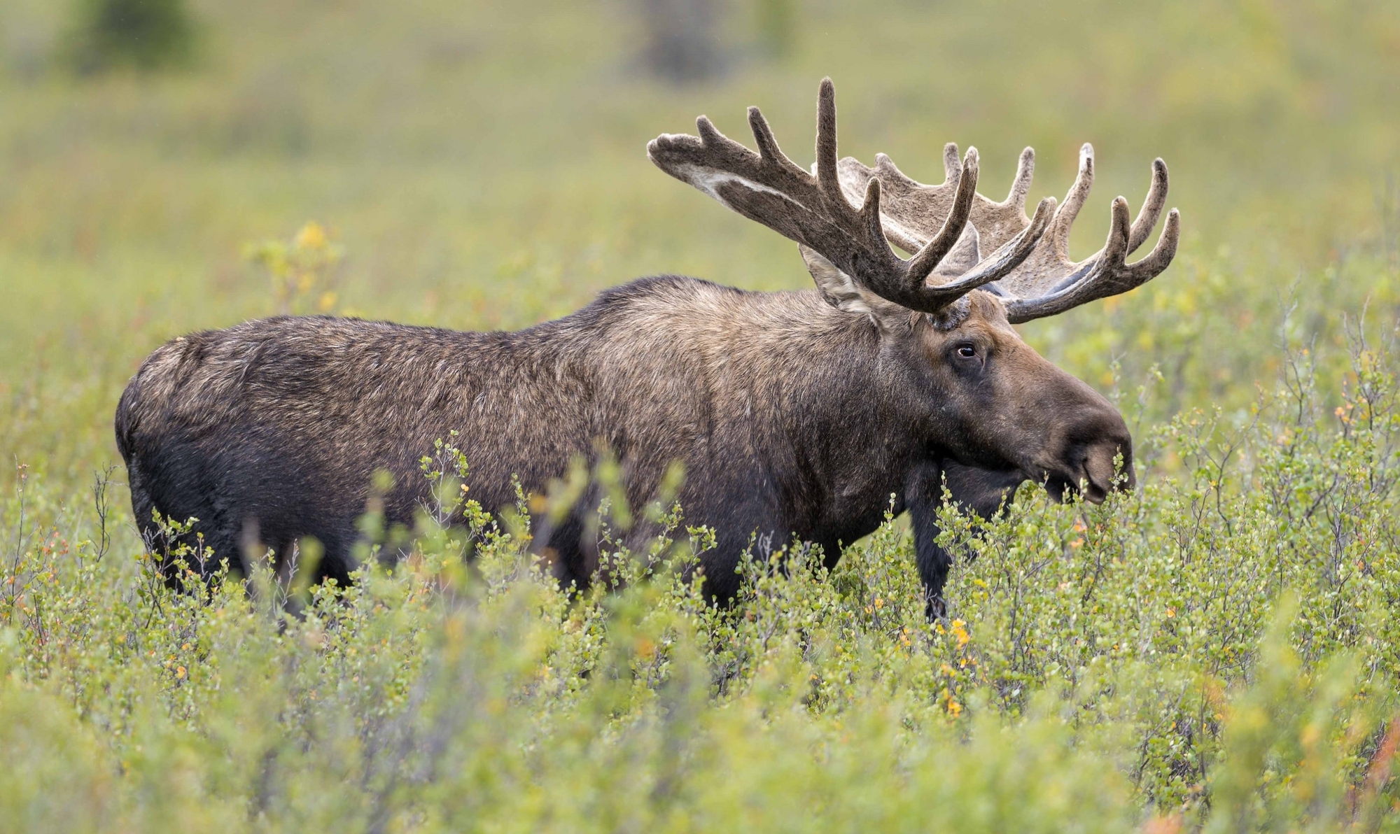 Обои трава, рога, лось, сохатый, grass, horns, moose, elk разрешение 2000x1192 Загрузить