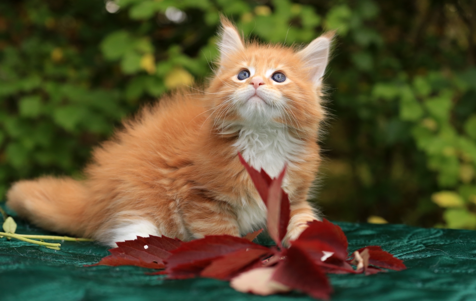 Обои котенок, рыжий, мейн-кун, kitty, red, maine coon разрешение 1920x1215 Загрузить