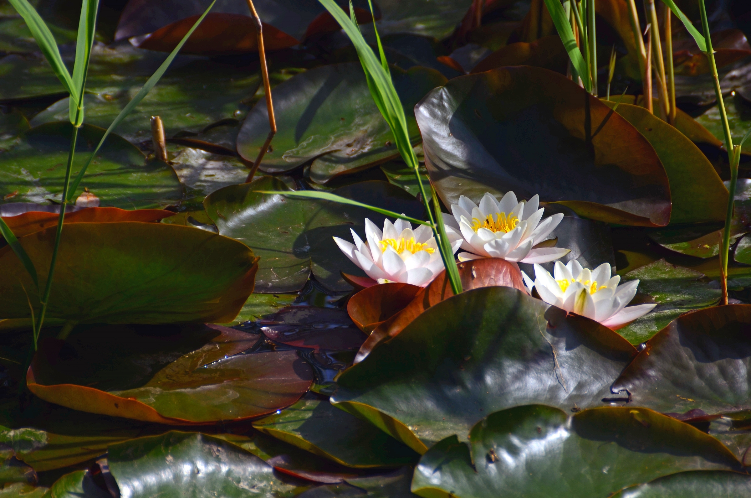 Обои водоем, лилии, кувшинки, нимфея, водяные лилии, pond, lily, water lilies, nymphaeum разрешение 2400x1590 Загрузить