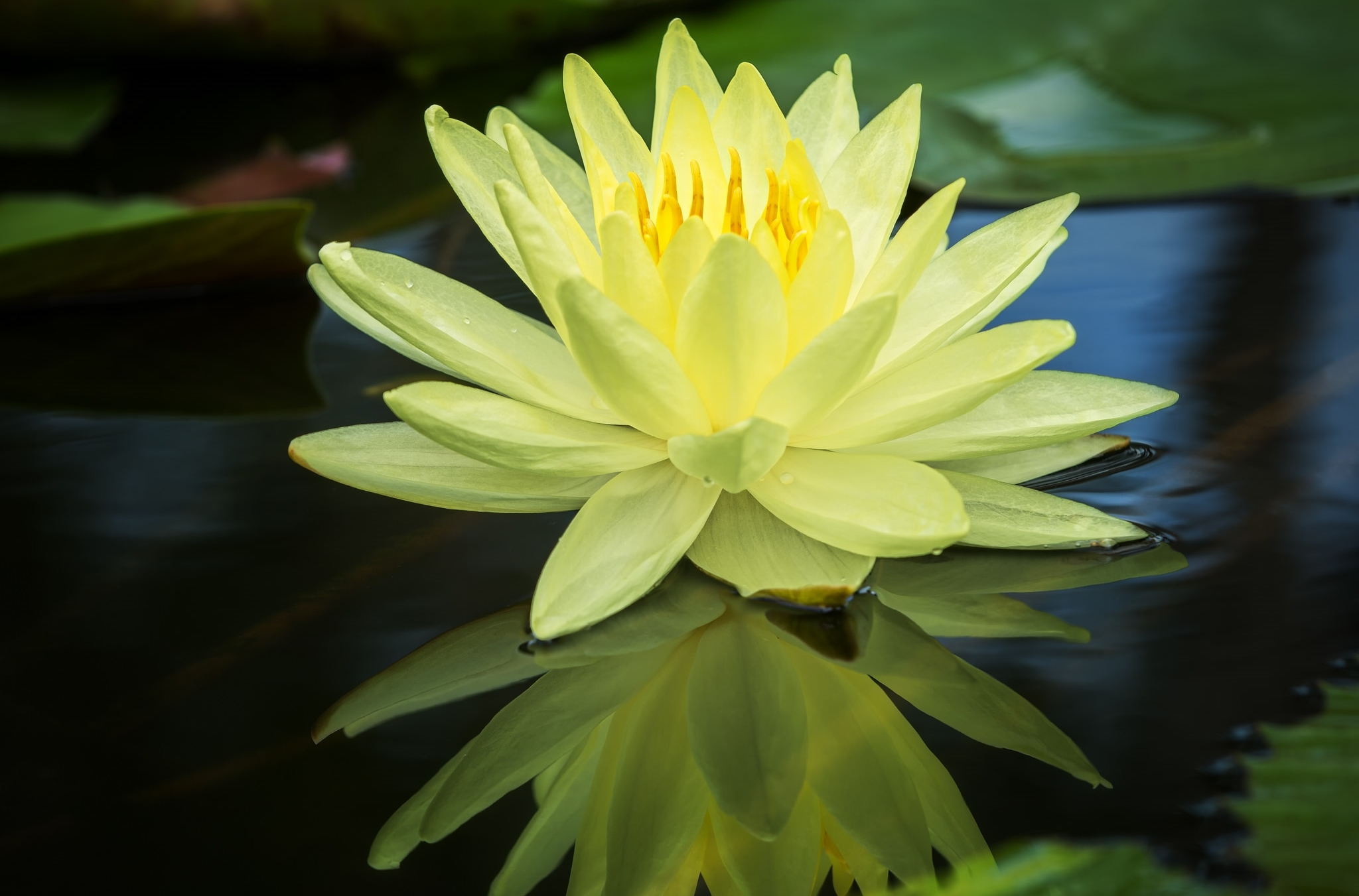 Обои вода, отражение, жёлтая, кувшинка, нимфея, водяная лилия, water, reflection, yellow, lily, nymphaeum, water lily разрешение 2048x1351 Загрузить