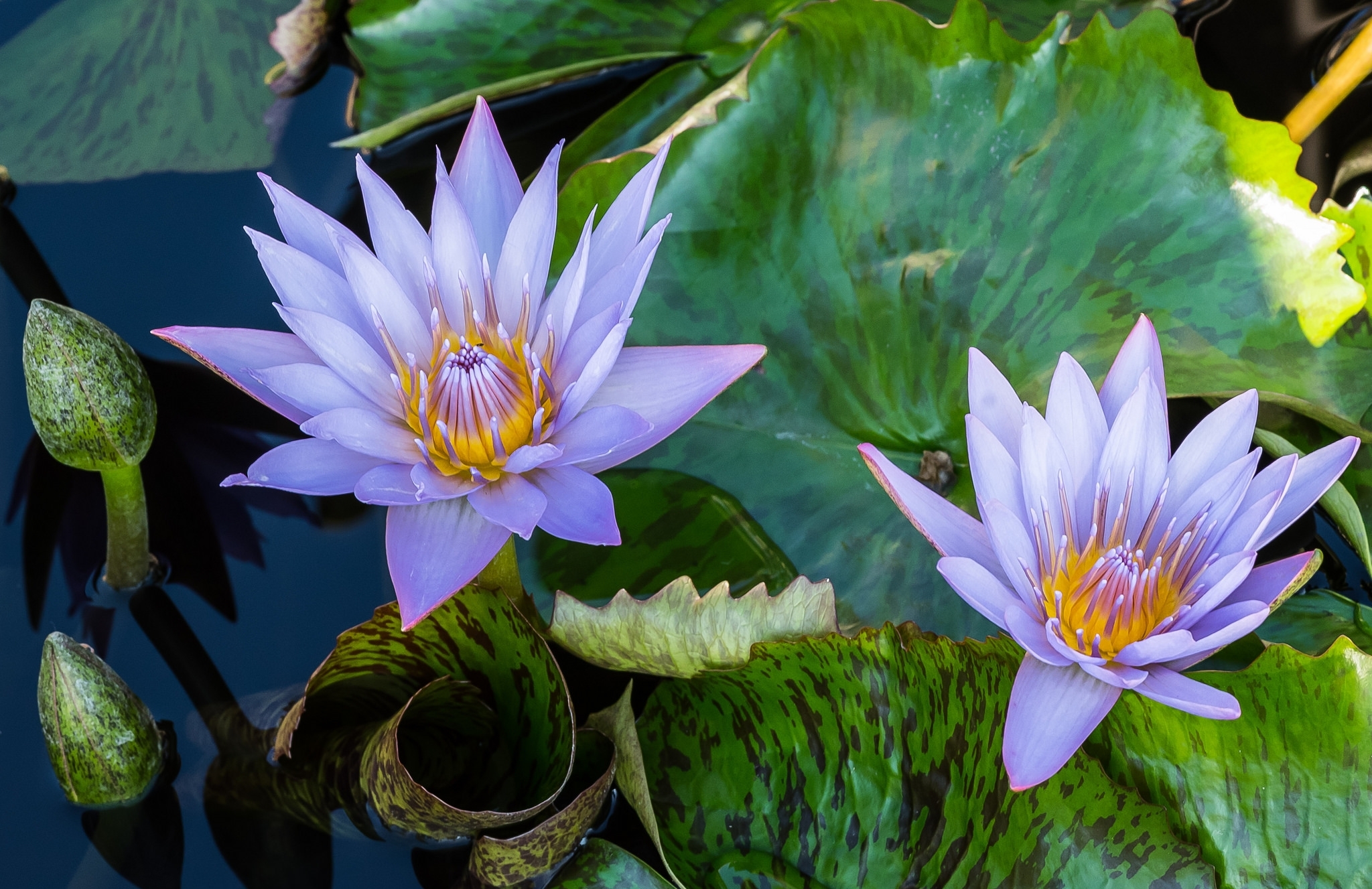 Обои вода, бутон, сиреневый, нимфея, водяная лилия, water, bud, lilac, nymphaeum, water lily разрешение 2048x1327 Загрузить