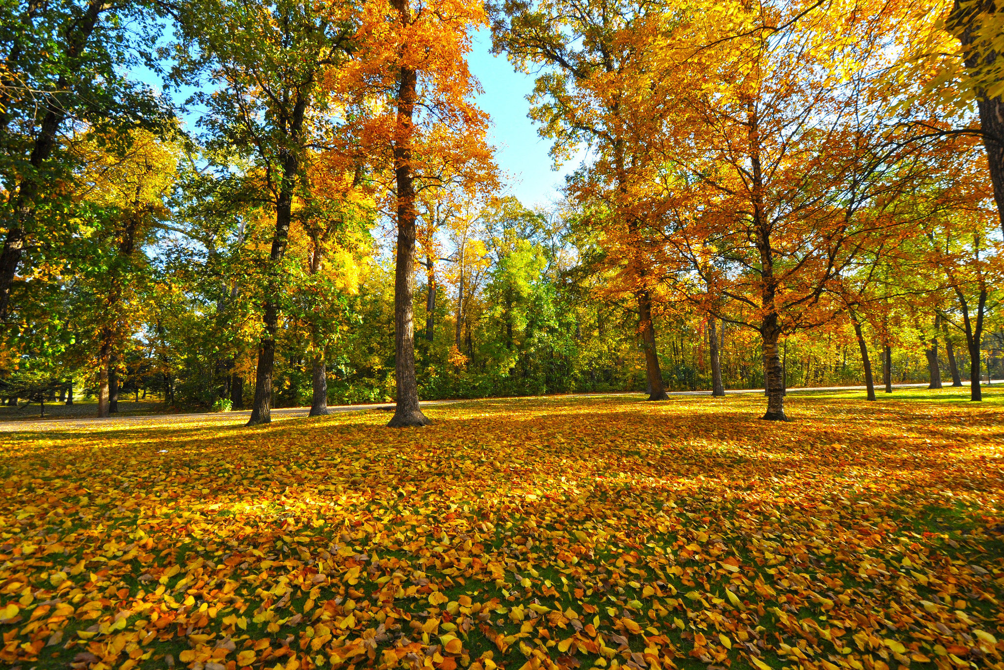 Обои деревья, листья, парк, осень, trees, leaves, park, autumn разрешение 2048x1368 Загрузить