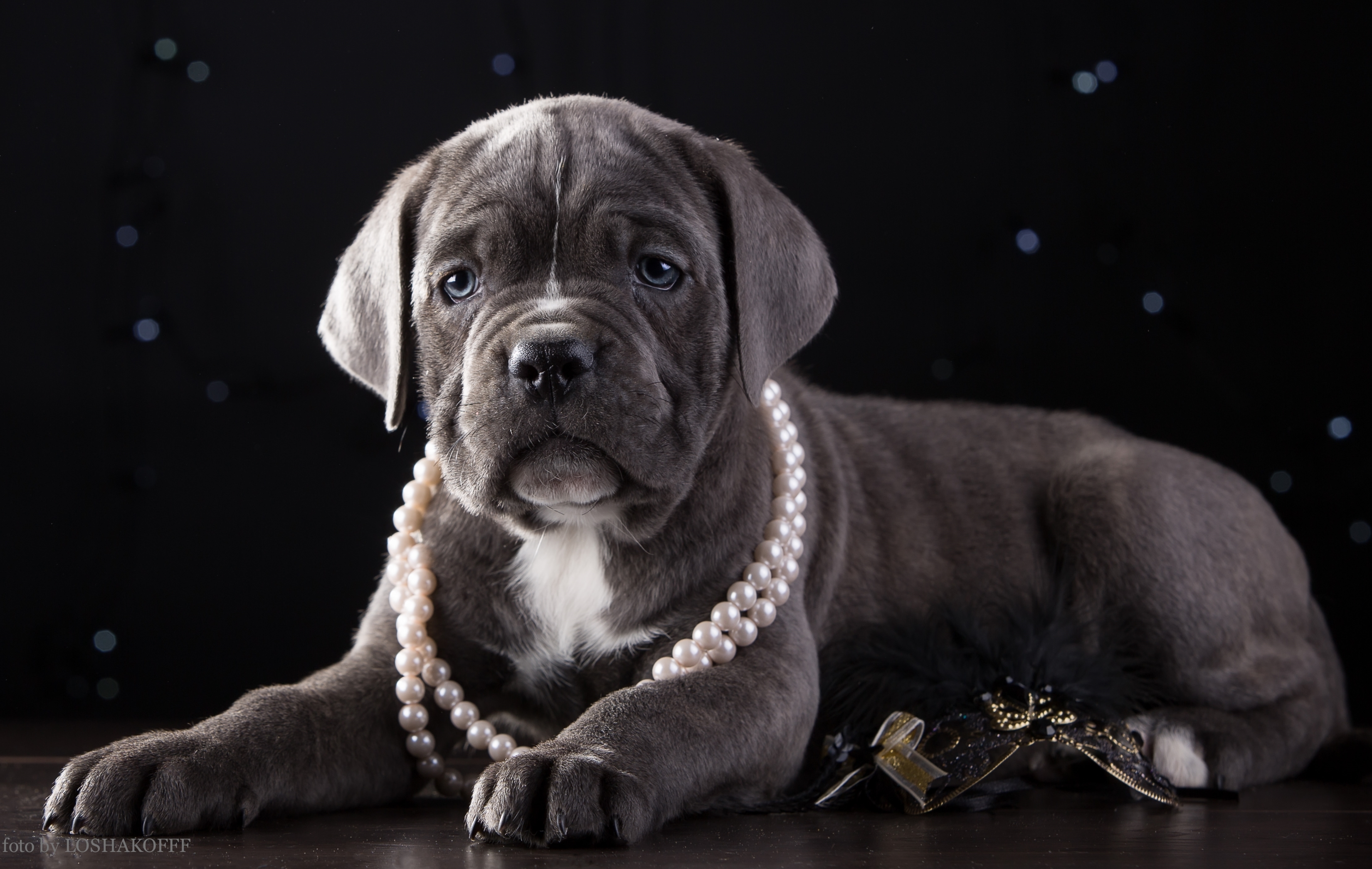 Обои щенок, ожерелье, красавец, кане-корсо, puppy, necklace, handsome, cane corso разрешение 3300x2090 Загрузить