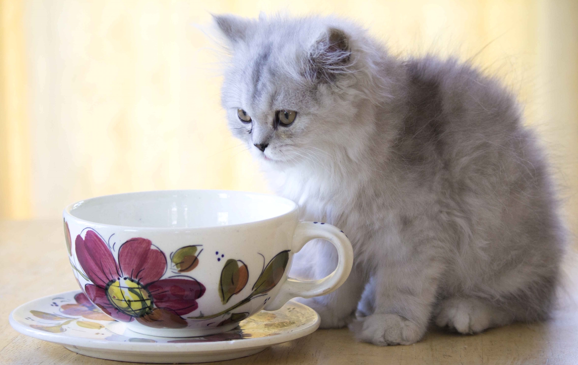 Доброе утро картинки красивые котята. Пушистые котята. Котенок в чашке. Котенок и чай. С добрым утром котики.