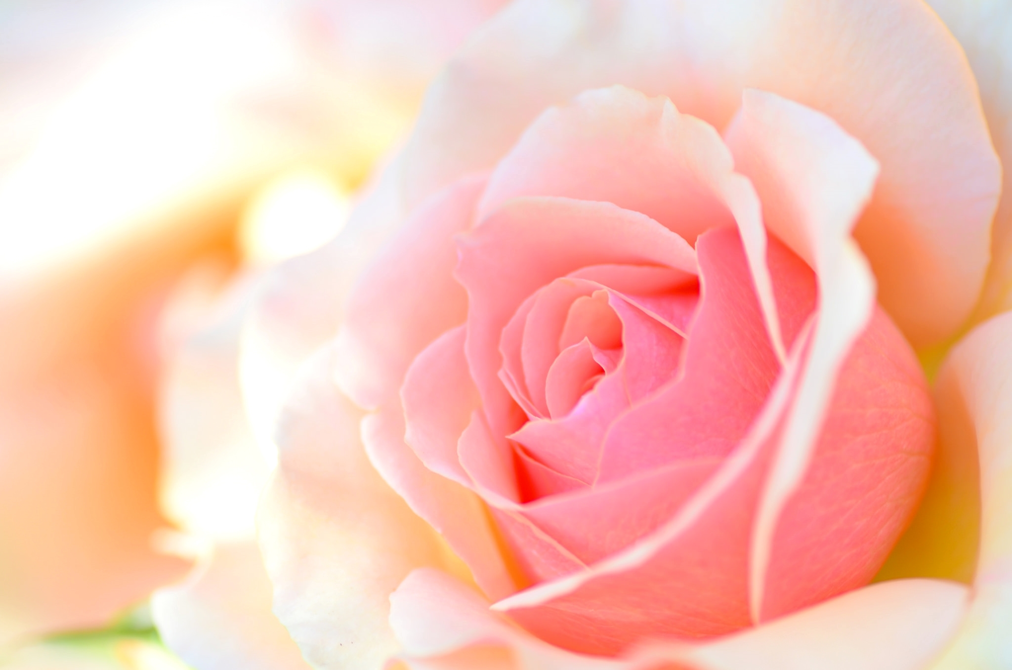 розы цветы фон нежность без смс