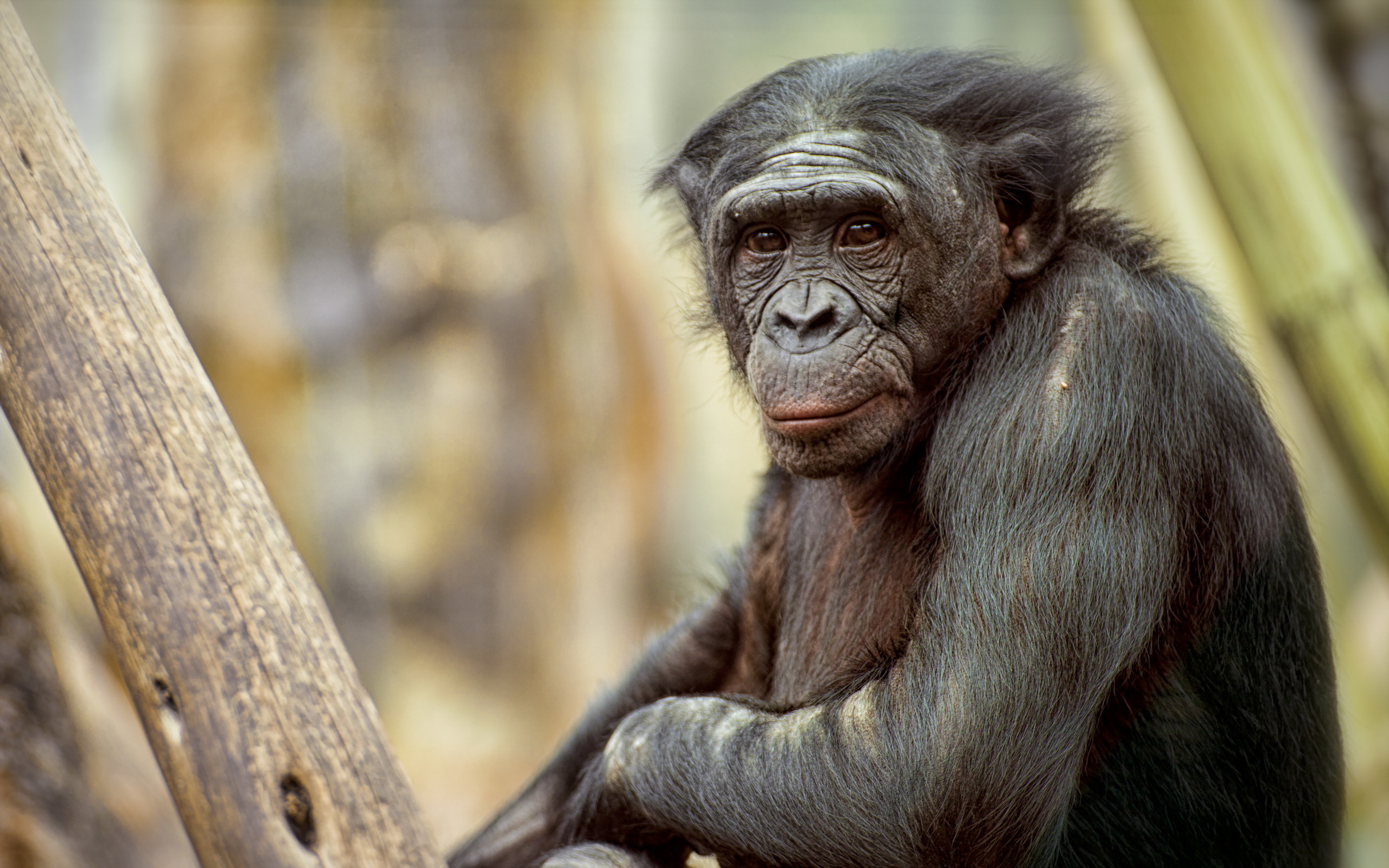 Приматы шимпанзе. Обезьяна шимпанзе. Сухоносые приматы. Обезьяна примат. Шимпанзе бонобо.
