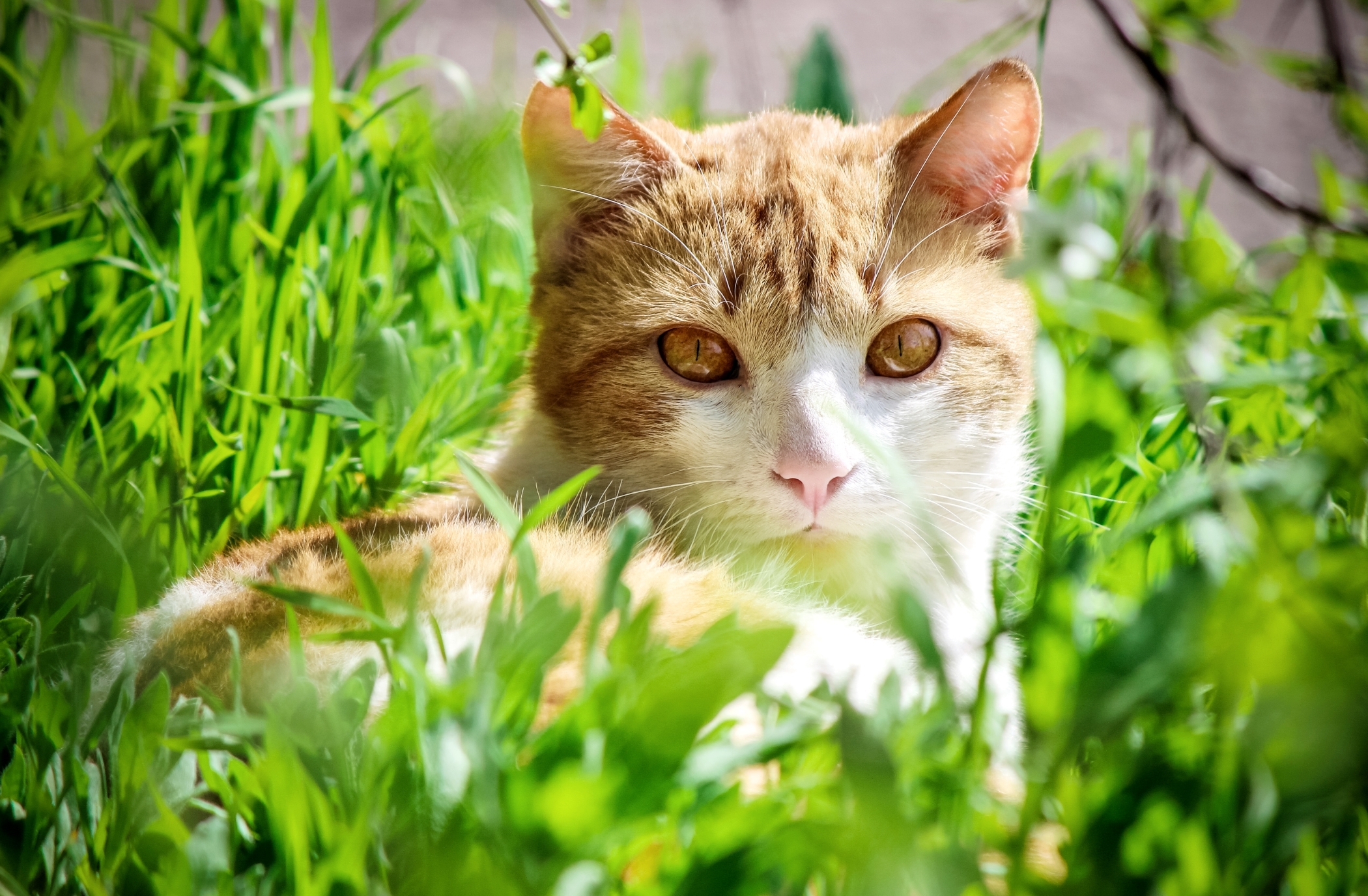 Обои трава, кот, взгляд, желтоглазый, grass, cat, look, yellow eyes разрешение 2100x1376 Загрузить