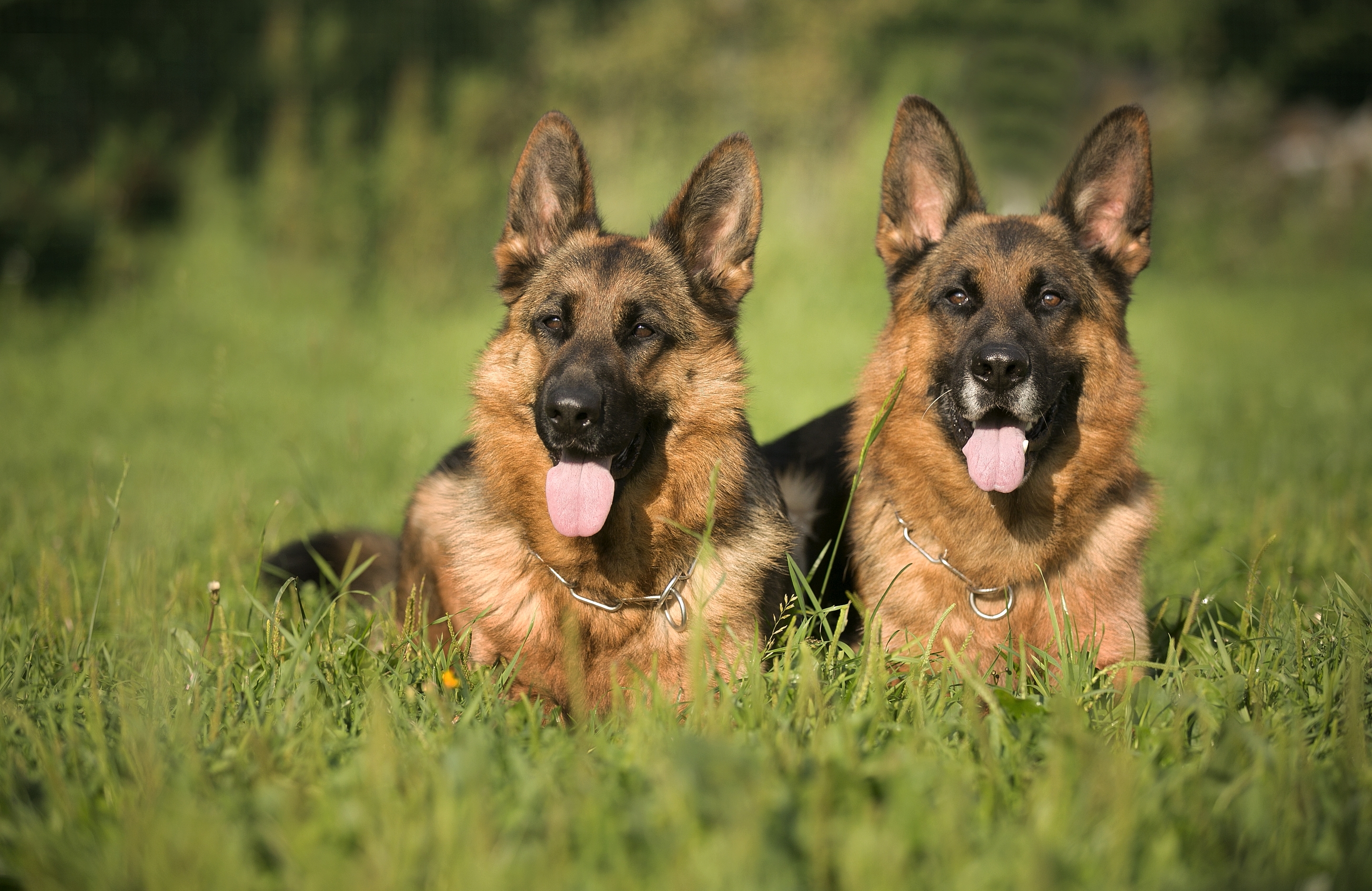 Рабочая немецкая овчарка щенки. Баварская овчарка Shepherd. German Shepherd немецкая овчарка. Джерман Шеферд. Немецкая овчарка 4 к.