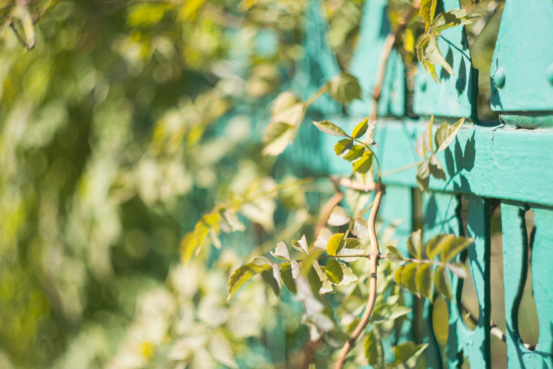 Обои природа, растения, забор, боке, солнечный свет, nature, plants, the fence, bokeh, sunlight разрешение 1920x1280 Загрузить