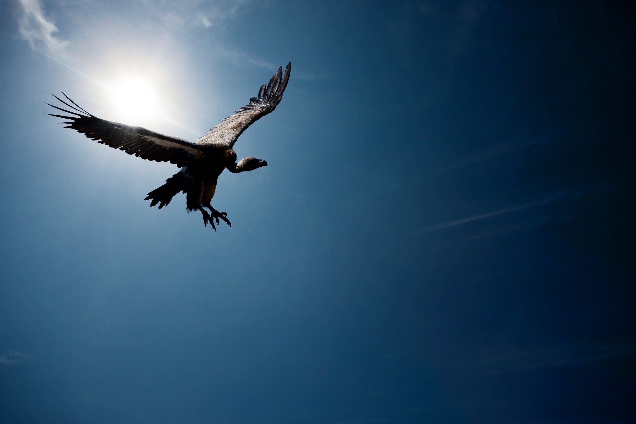 Обои небо, солнце, полет, гриф, птица, стервятник, the sky, the sun, flight, grif, bird, vulture разрешение 2200x1467 Загрузить