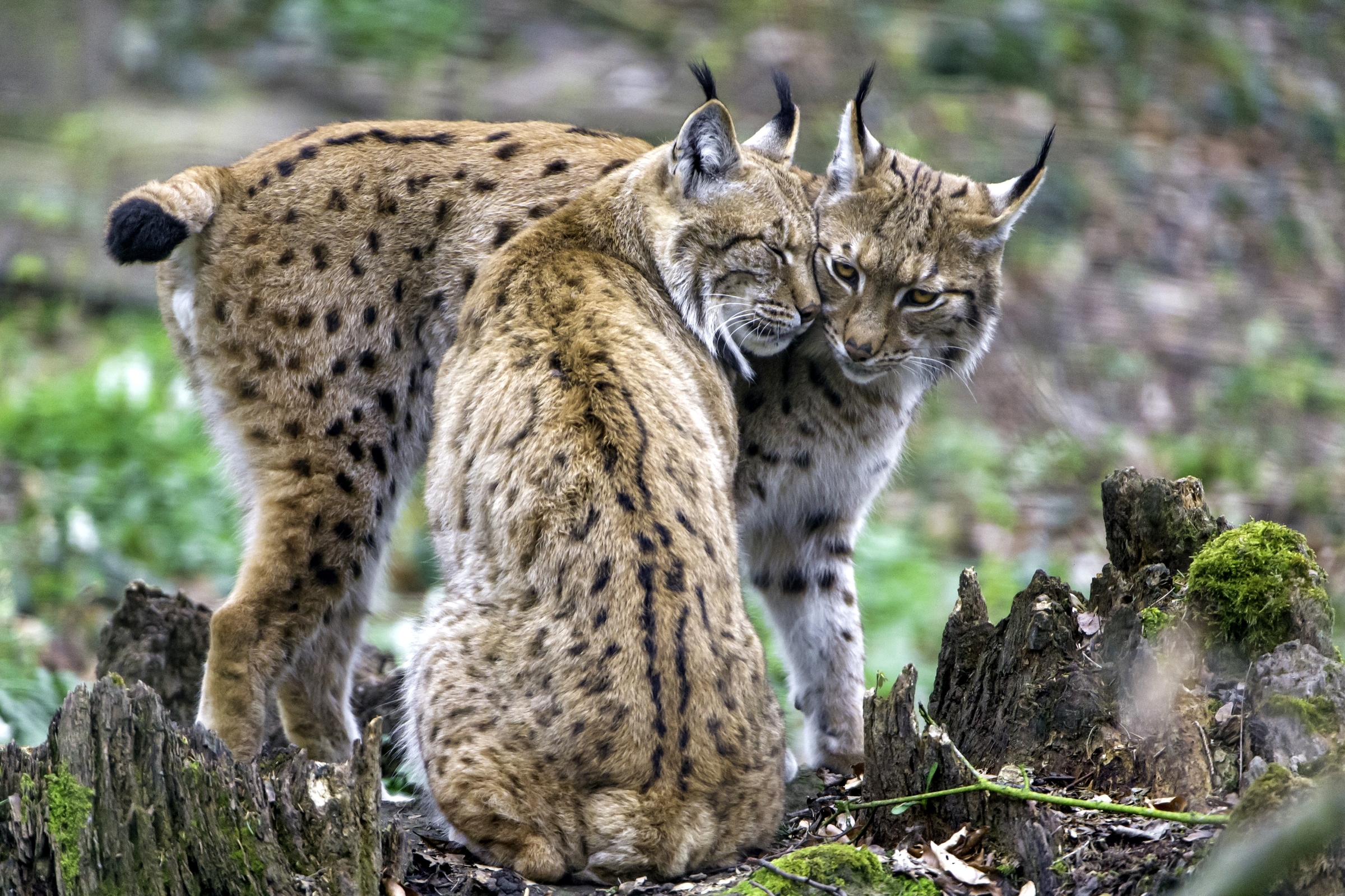 Скажи рысь. Обыкновенная Рысь Lynx Lynx. Рысь европейская обыкновенная. Гималайская Рысь. Рысь обыкновенная с рысятами.