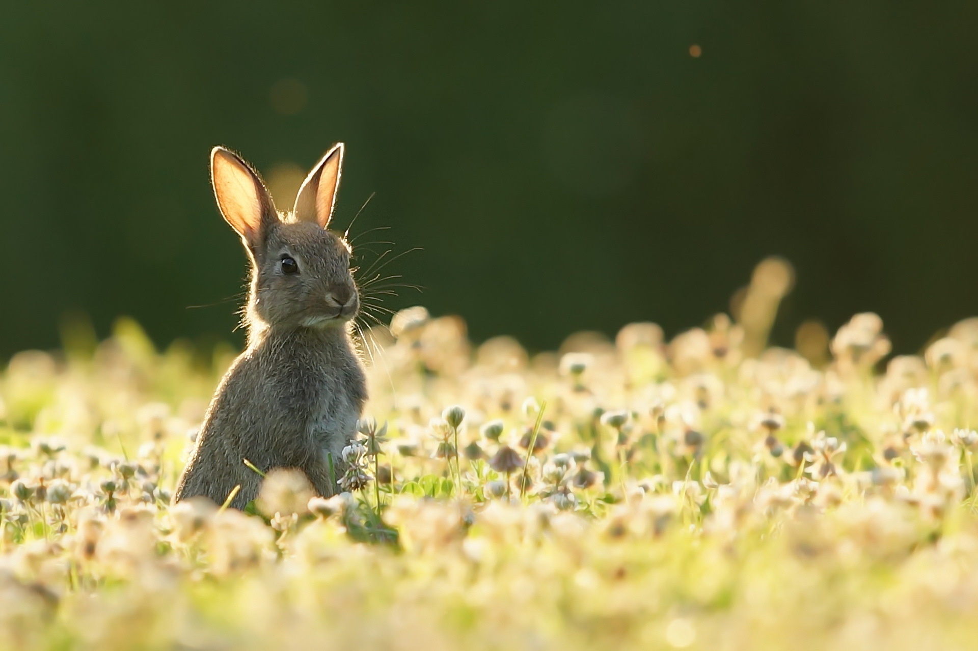 Обои природа, лето, заяц, nature, summer, hare разрешение 1920x1279 Загрузить