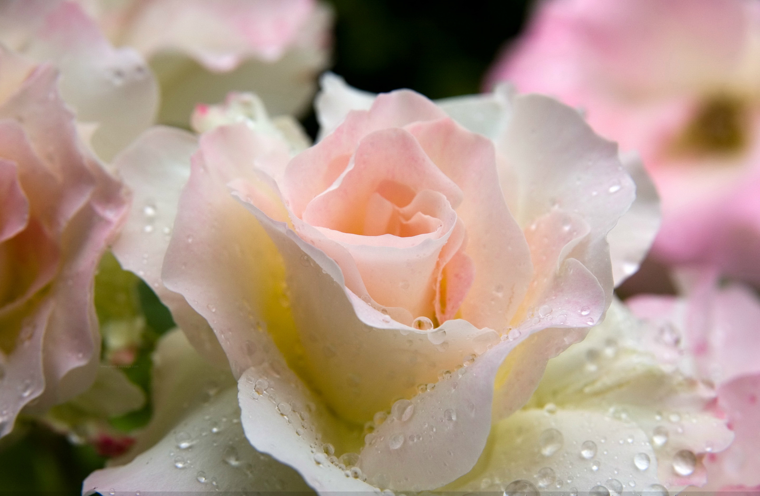 Обои капли, роза, нежная, drops, rose, gentle разрешение 2880x1880 Загрузить