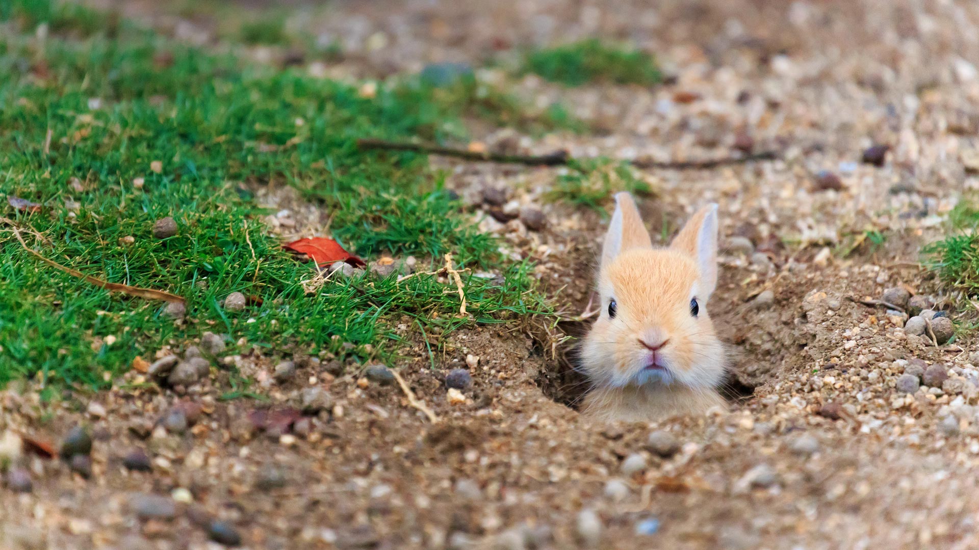 Обои трава, кролик, заяц, нора, grass, rabbit, hare, nora разрешение 1920x1080 Загрузить