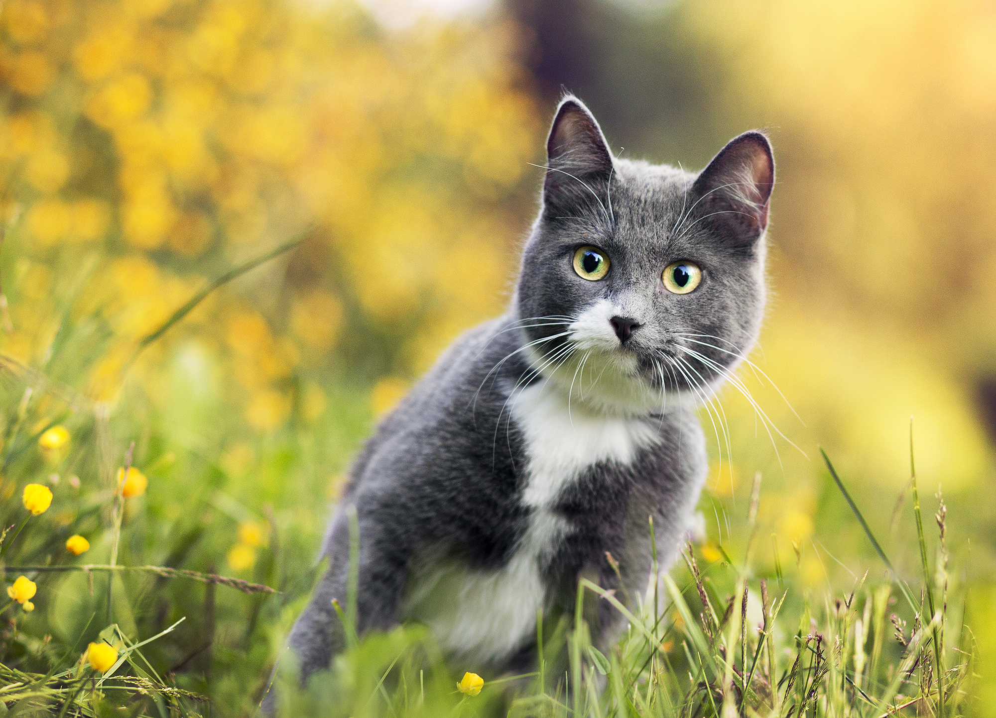 Обои цветы, трава, кот, серый, боке, flowers, grass, cat, grey, bokeh разрешение 2000x1443 Загрузить