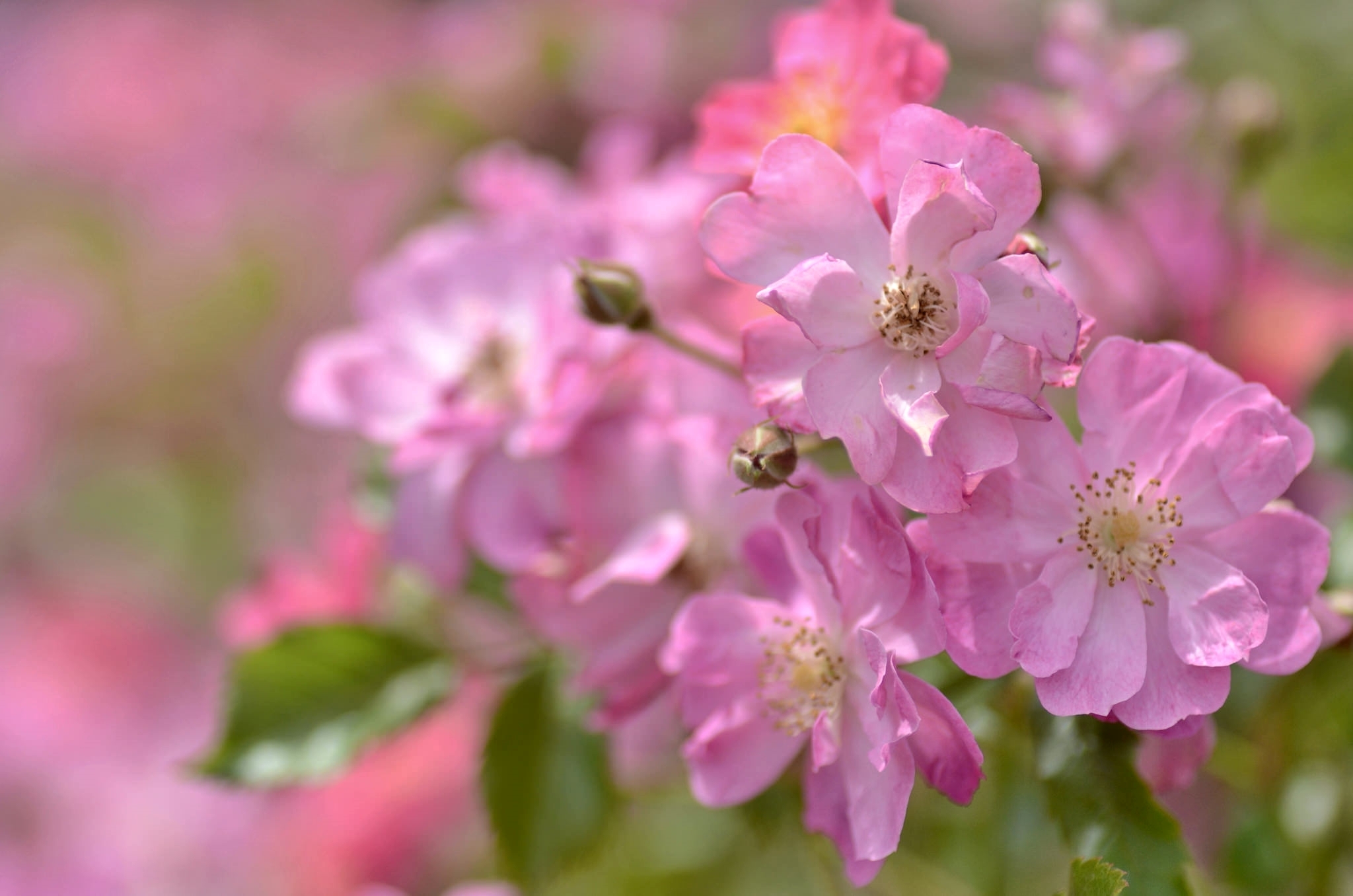 Обои макро, розы, розовый, macro, roses, pink разрешение 2048x1356 Загрузить