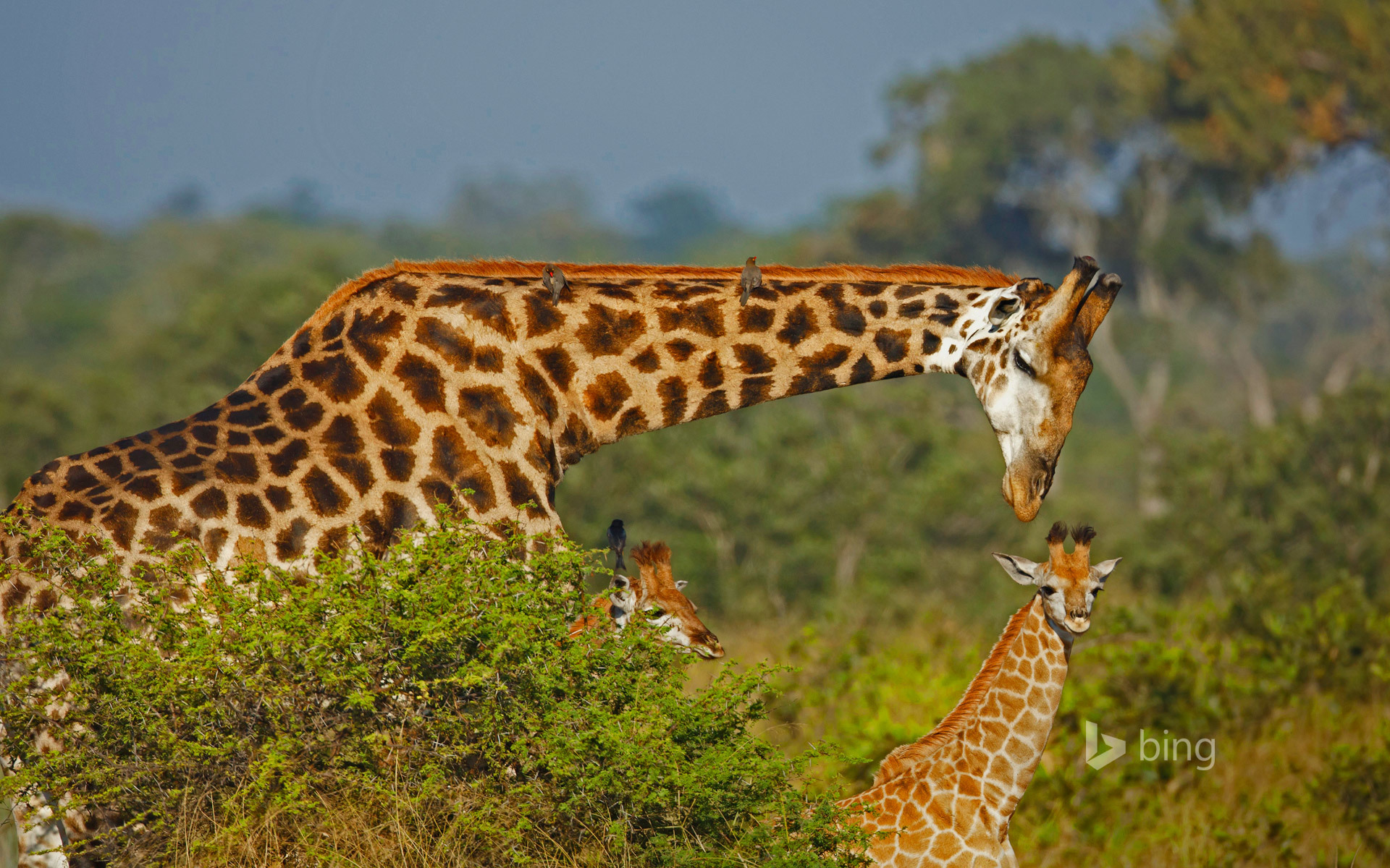 Жираф скачать