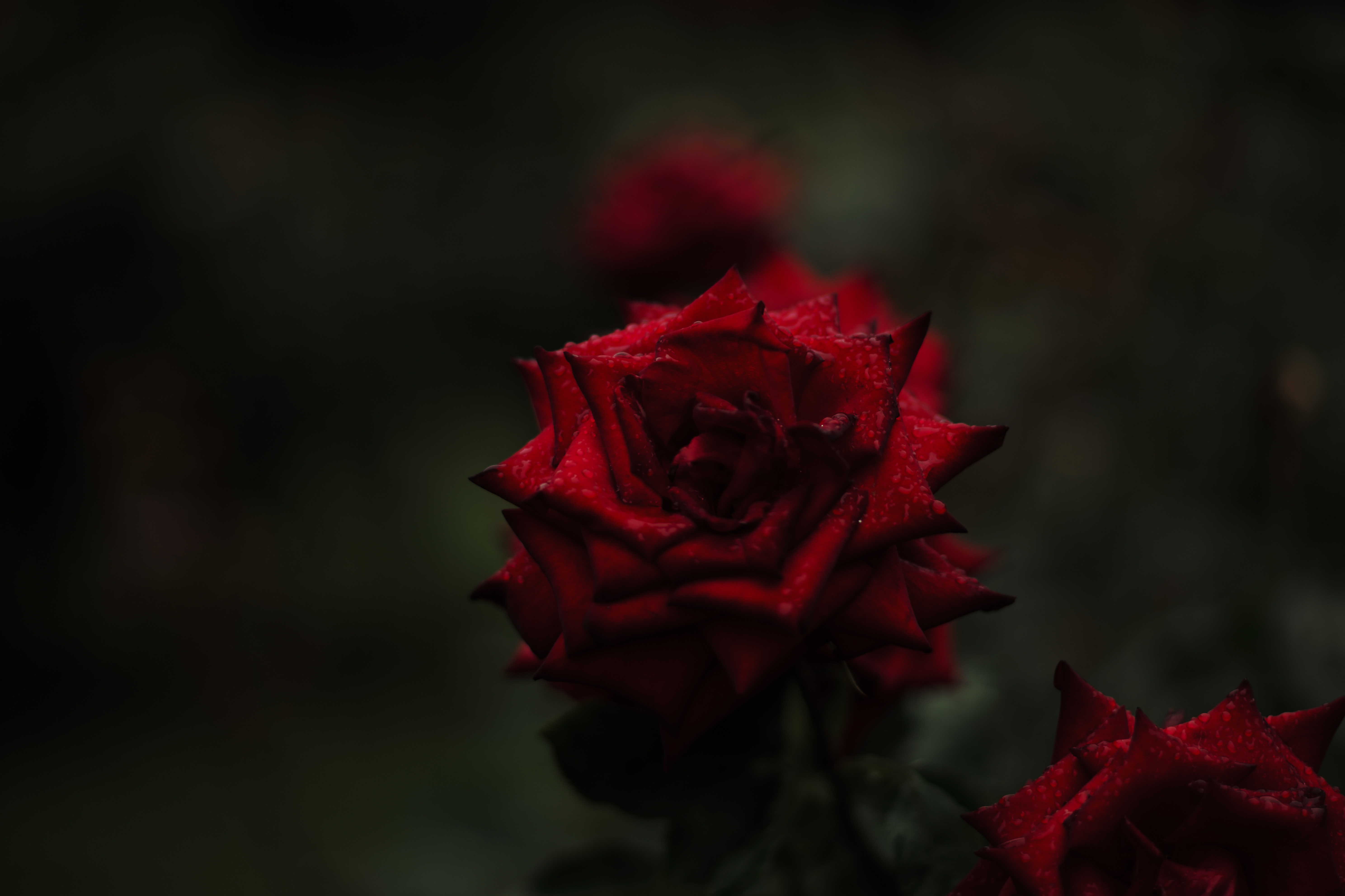 Обои цветы, фон, розы, красные, flowers, background, roses, red разрешение 5952x3968 Загрузить
