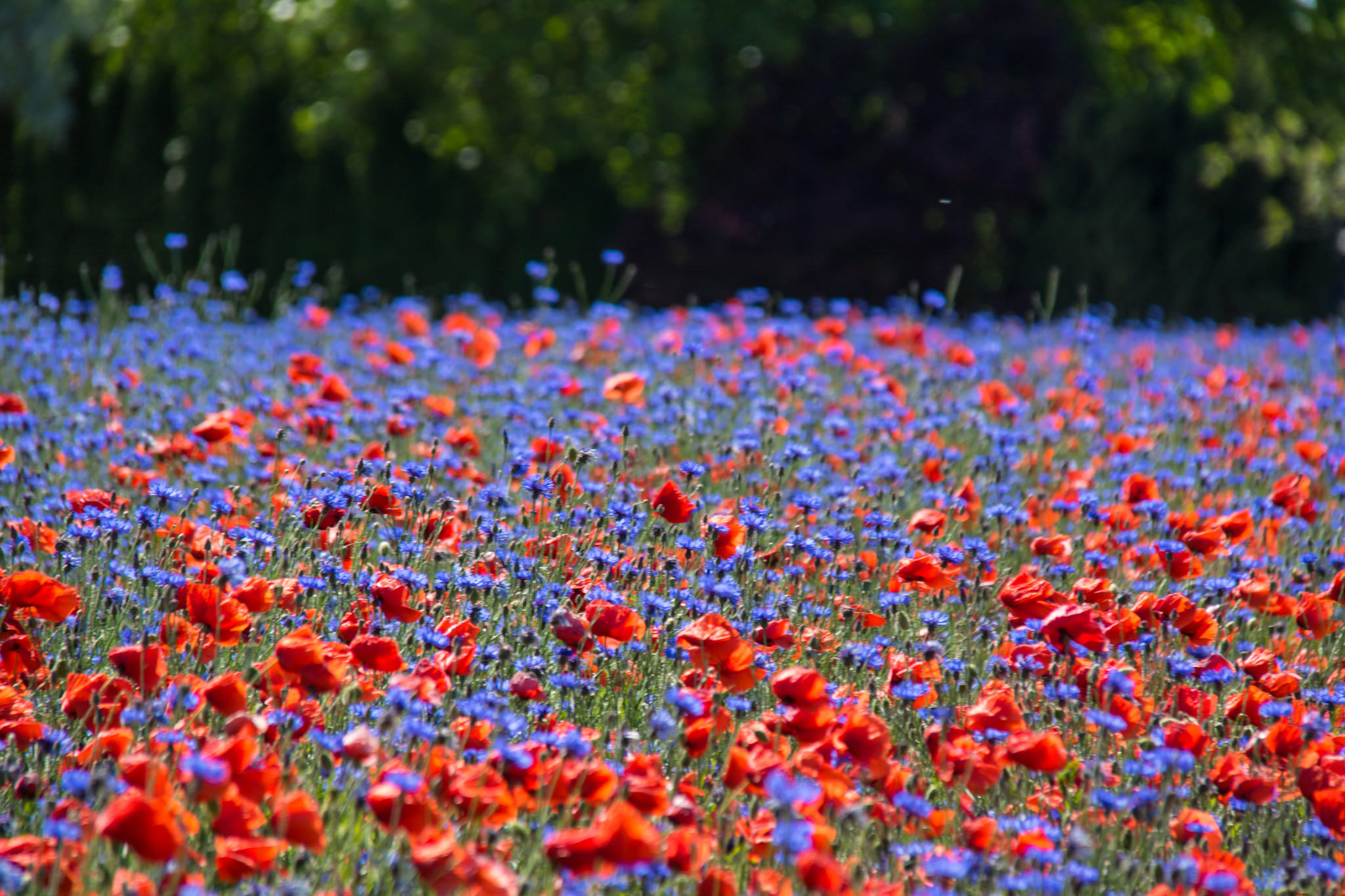 Обои природа, маки, васильки, nature, maki, cornflowers разрешение 2048x1365 Загрузить