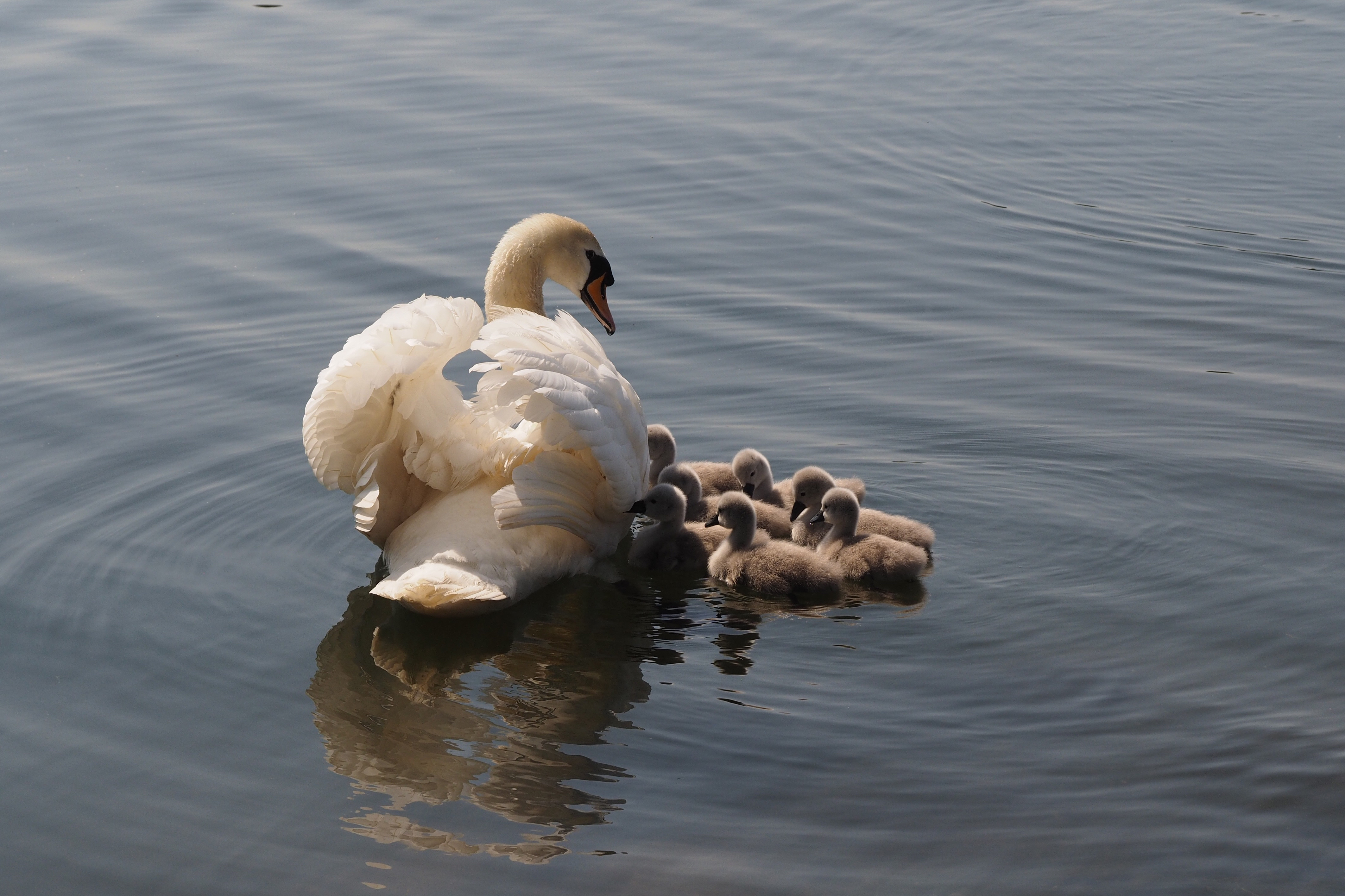 Обои озеро, птицы, лебеди, lake, birds, swans разрешение 4248x2831 Загрузить