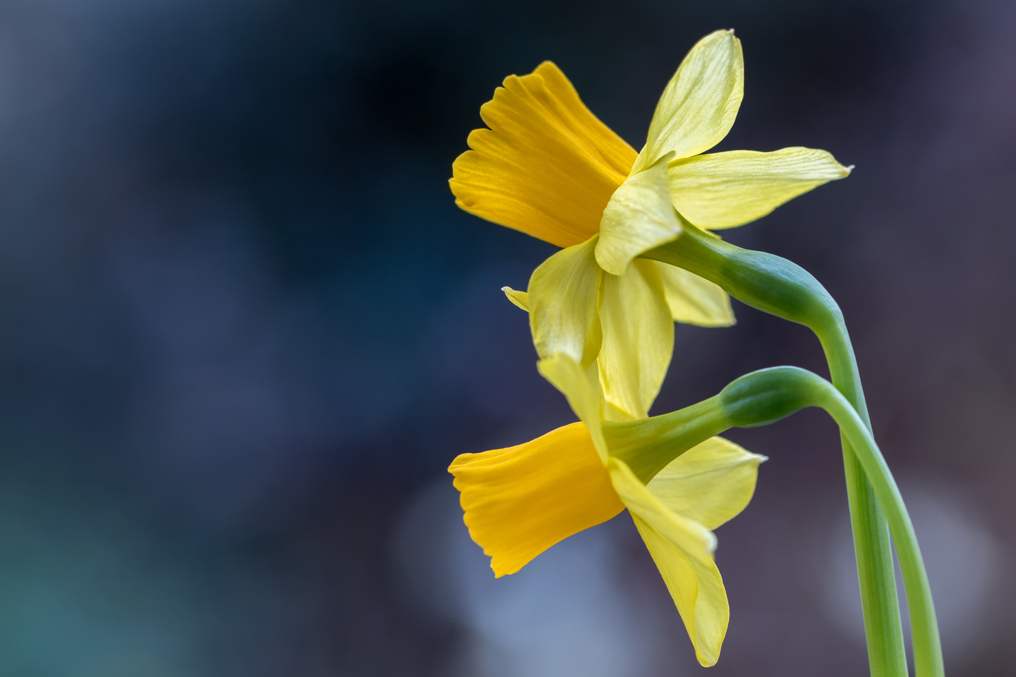 Обои макро, фон, нарциссы, дуэт, macro, background, daffodils, duo разрешение 2048x1365 Загрузить