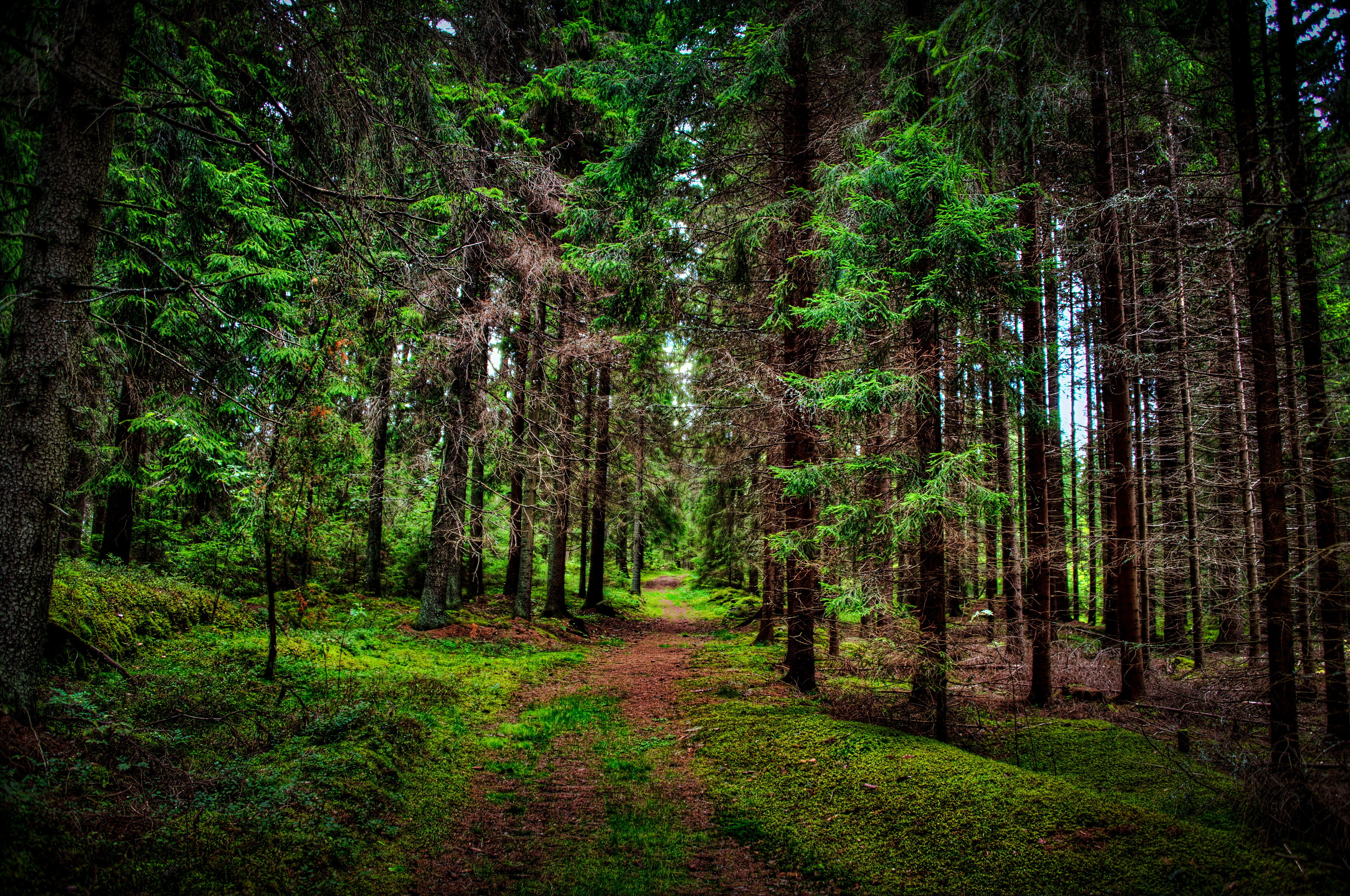 Out of a forest. Лес Блэк Хиллс. Тамбов хвойный лес. Загущенный хвойный лес. Бузулукский Бор.