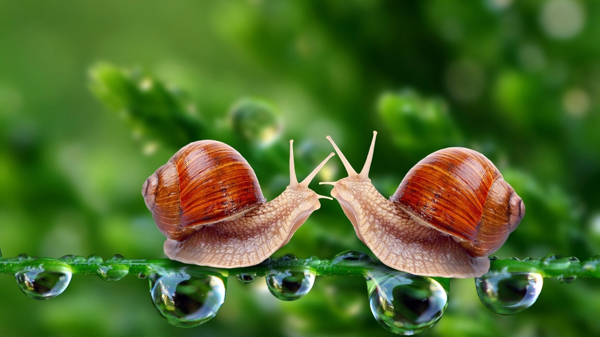 Обои капли, лето, улитка, drops, summer, snail разрешение 1920x1080 Загрузить