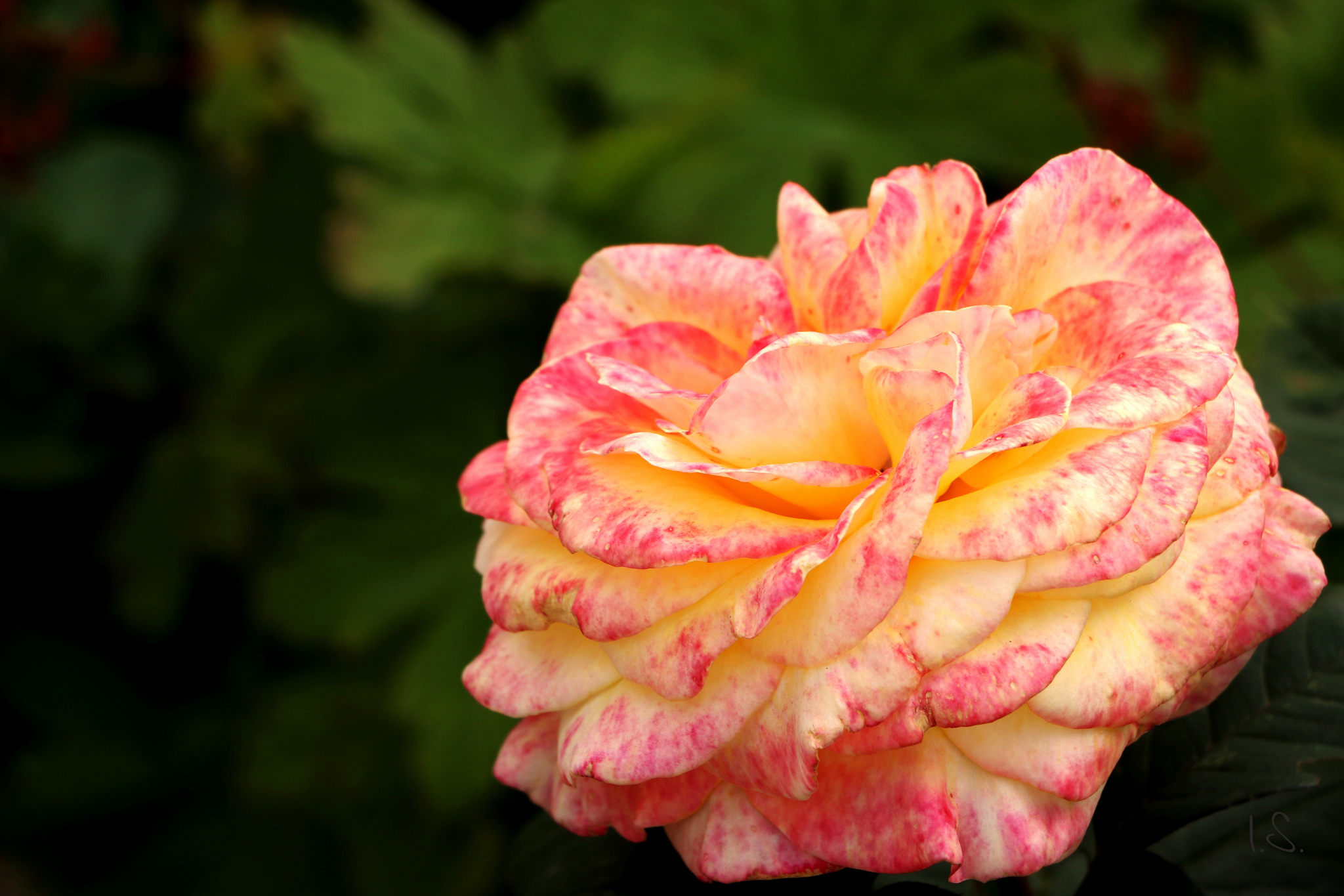 Обои роза, лепестки, бутон, rose, petals, bud разрешение 2048x1365 Загрузить