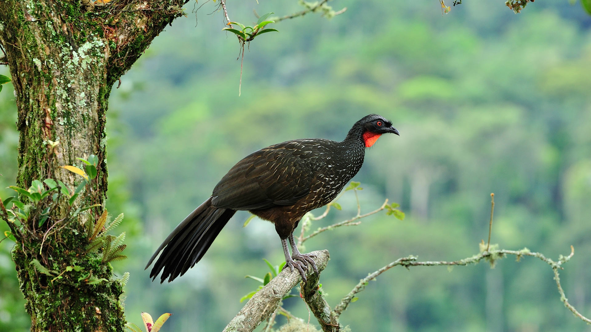 Обои птица, бразилия, бронзовая пенелопа, кракс, древесная курица, itatiaia national park, bird, brazil, bronze penelope, krax, chicken of the tree разрешение 1920x1080 Загрузить