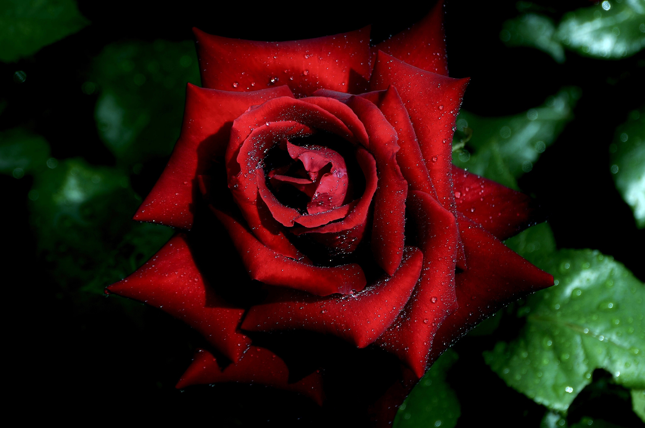 Обои макро, капли, роза, красная, бутон, macro, drops, rose, red, bud разрешение 2048x1361 Загрузить