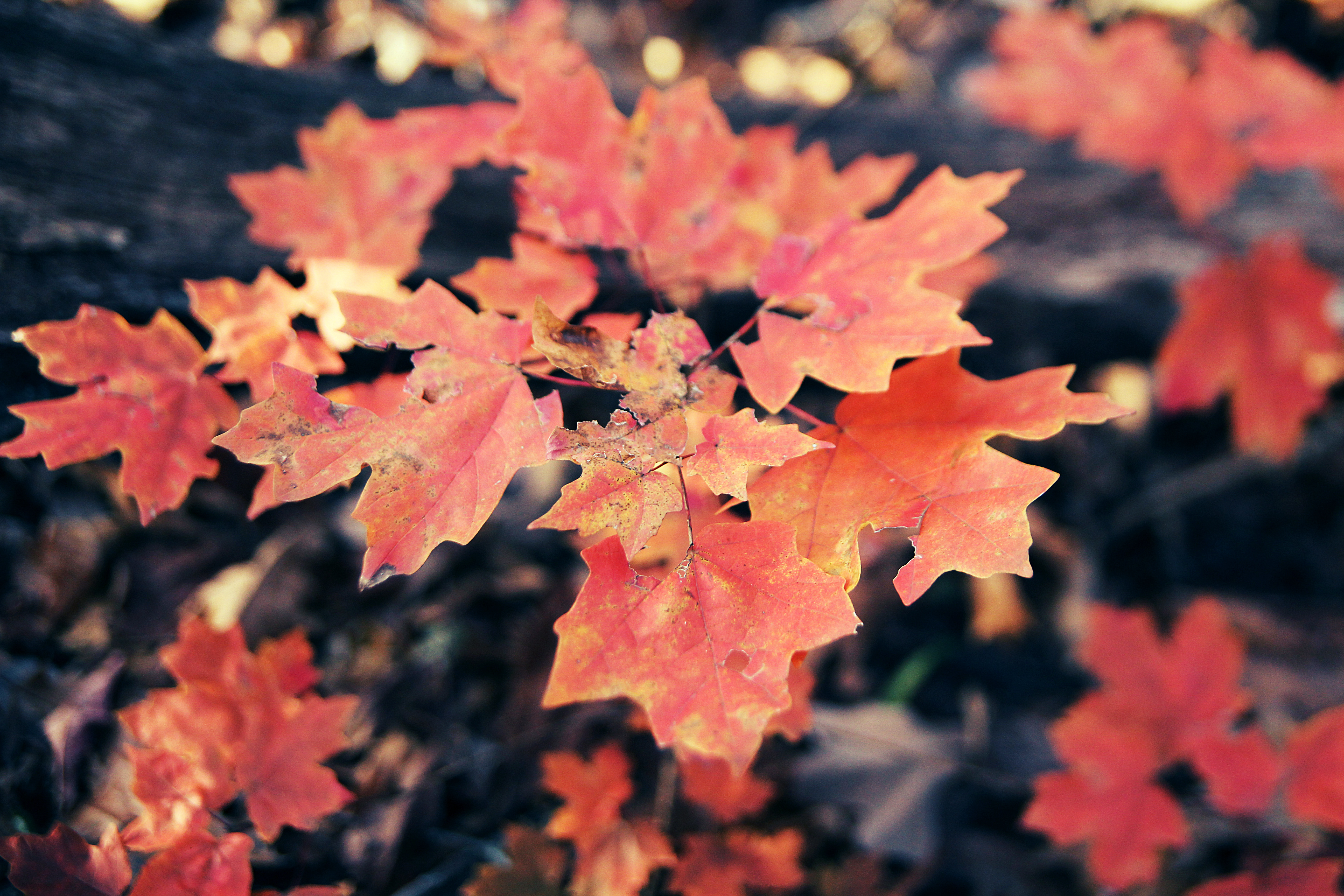 Обои листья, осень, клен, кленовый лист, осенние листья, leaves, autumn, maple, maple leaf, autumn leaves разрешение 5184x3456 Загрузить