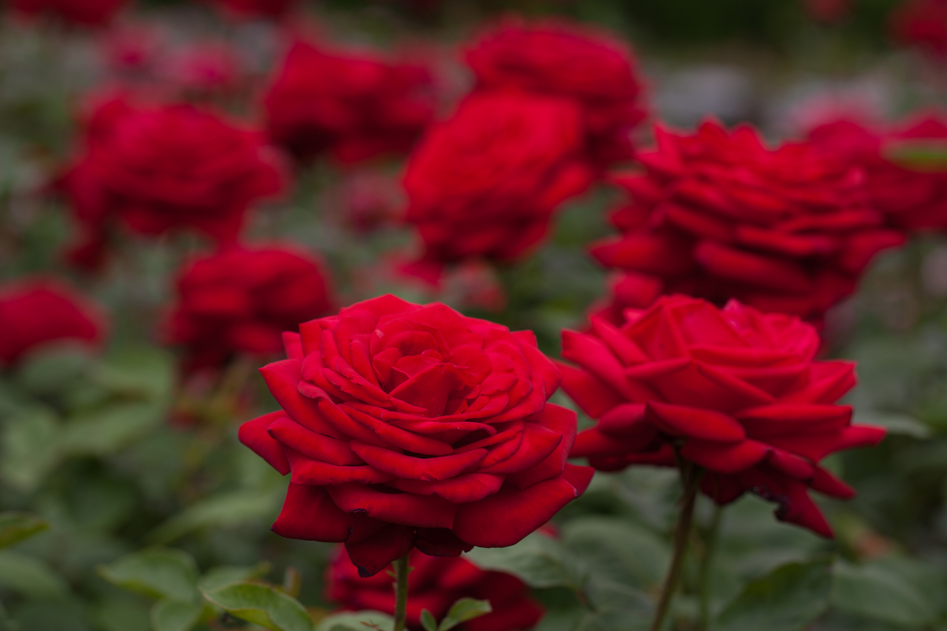 Обои розы, боке, красные розы, roses, bokeh, red roses разрешение 1920x1280 Загрузить