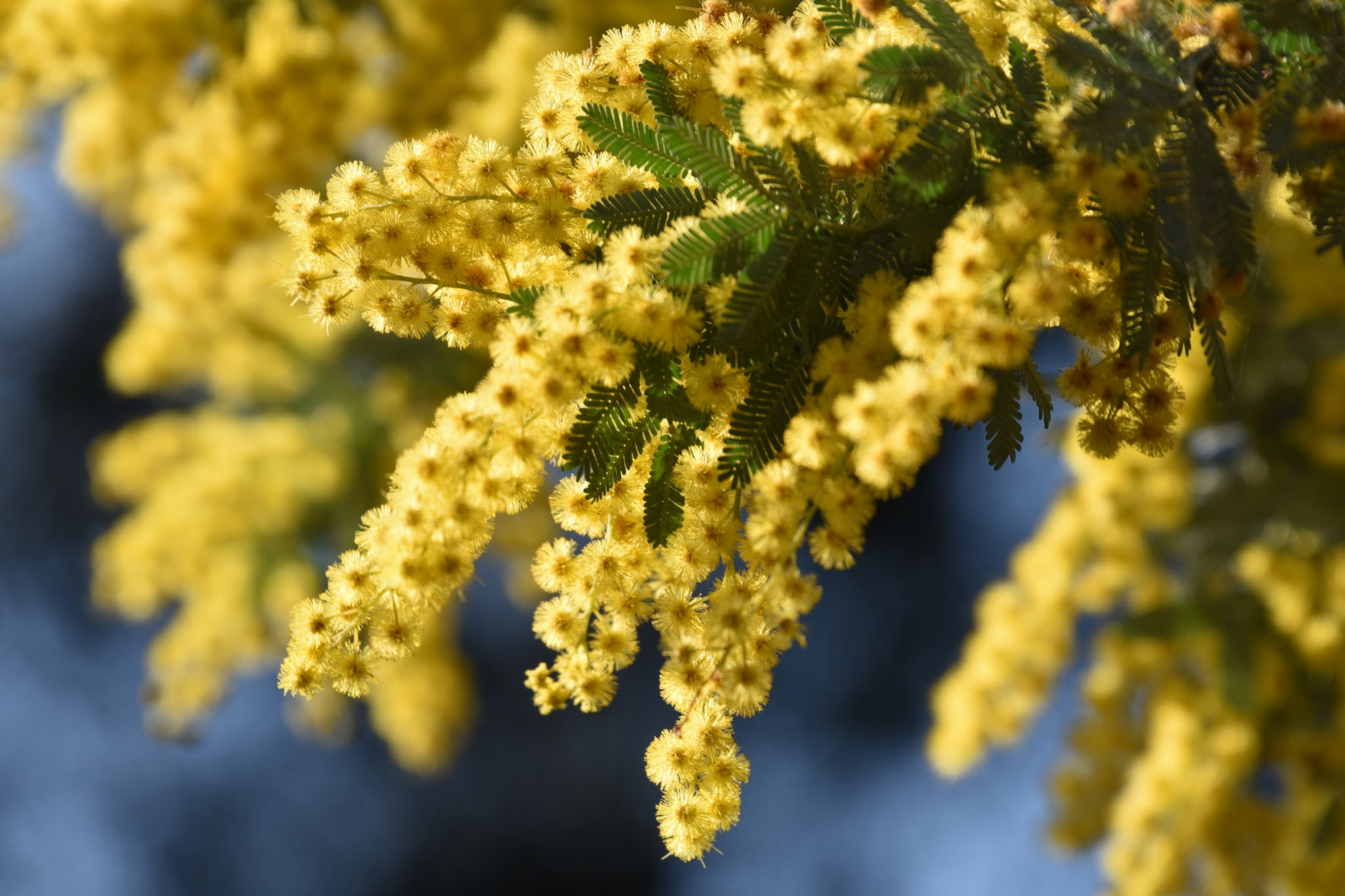 Обои макро, ветки, соцветия, мимоза, акация серебристая, macro, branches, inflorescence, mimosa, acacia silver разрешение 2048x1365 Загрузить