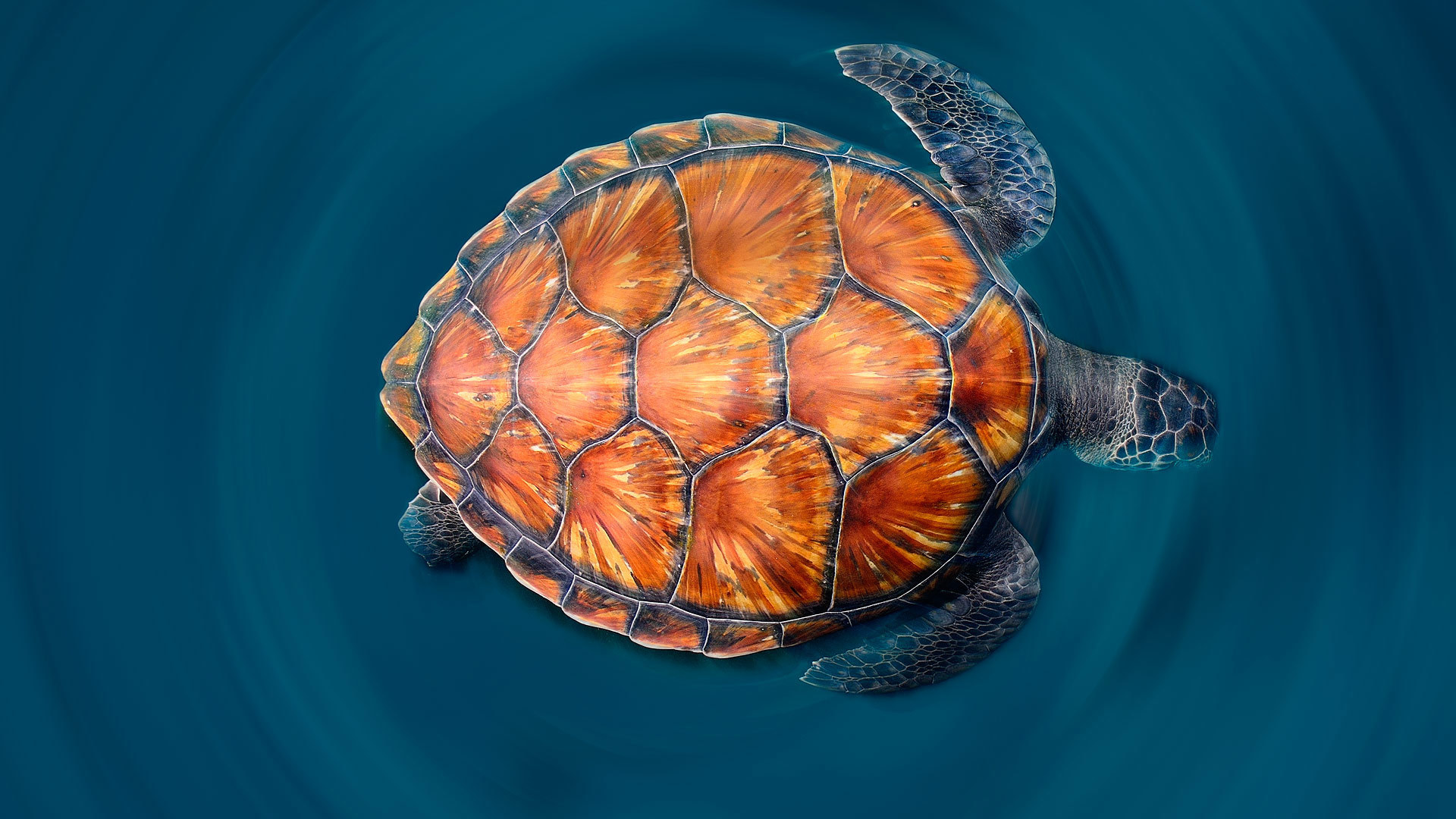 Turtle x. Панцирь морской черепахи. Карапакс у черепахи что это. Карапакса морской черепахи. Адокус черепаха.